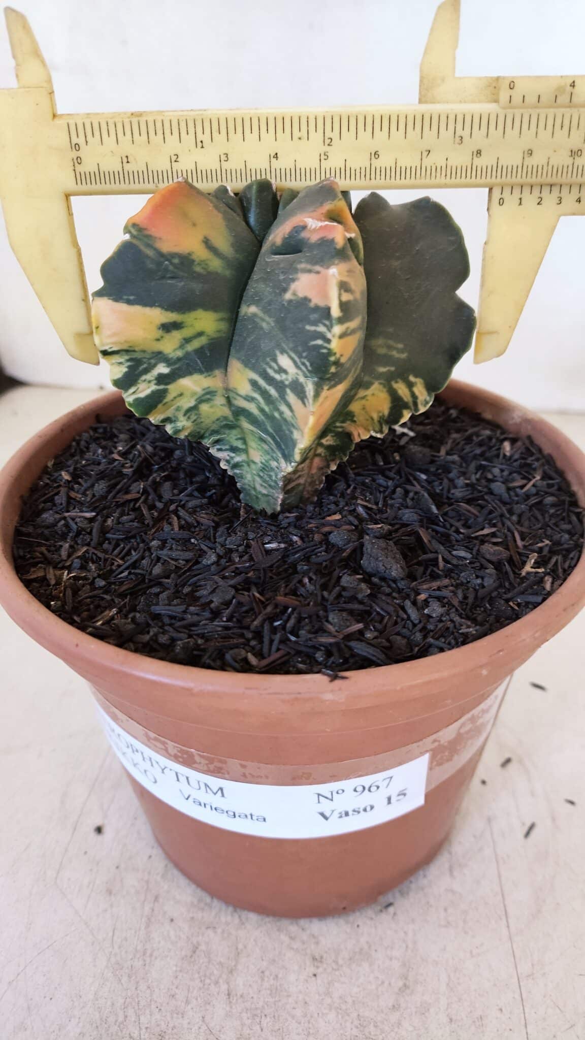 ASTROPHYTUM cv KIKKO "Variegata" Nº 967 – vaso 15 - foto 4
