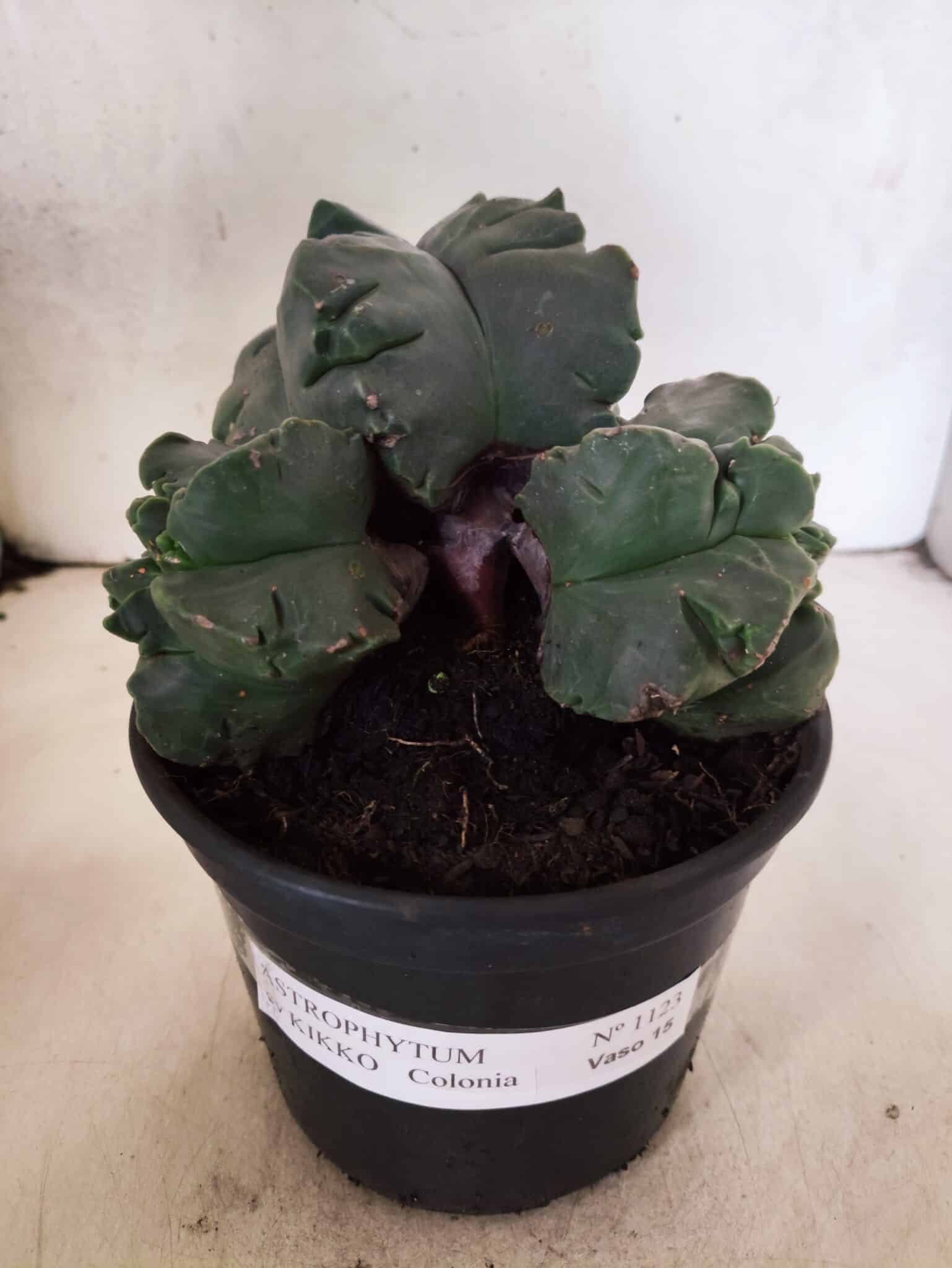 MATRIZ ASTROPHYTUM cv KIKKO "COLÔNIA"  Nº 1123 – vaso 15 - foto 2