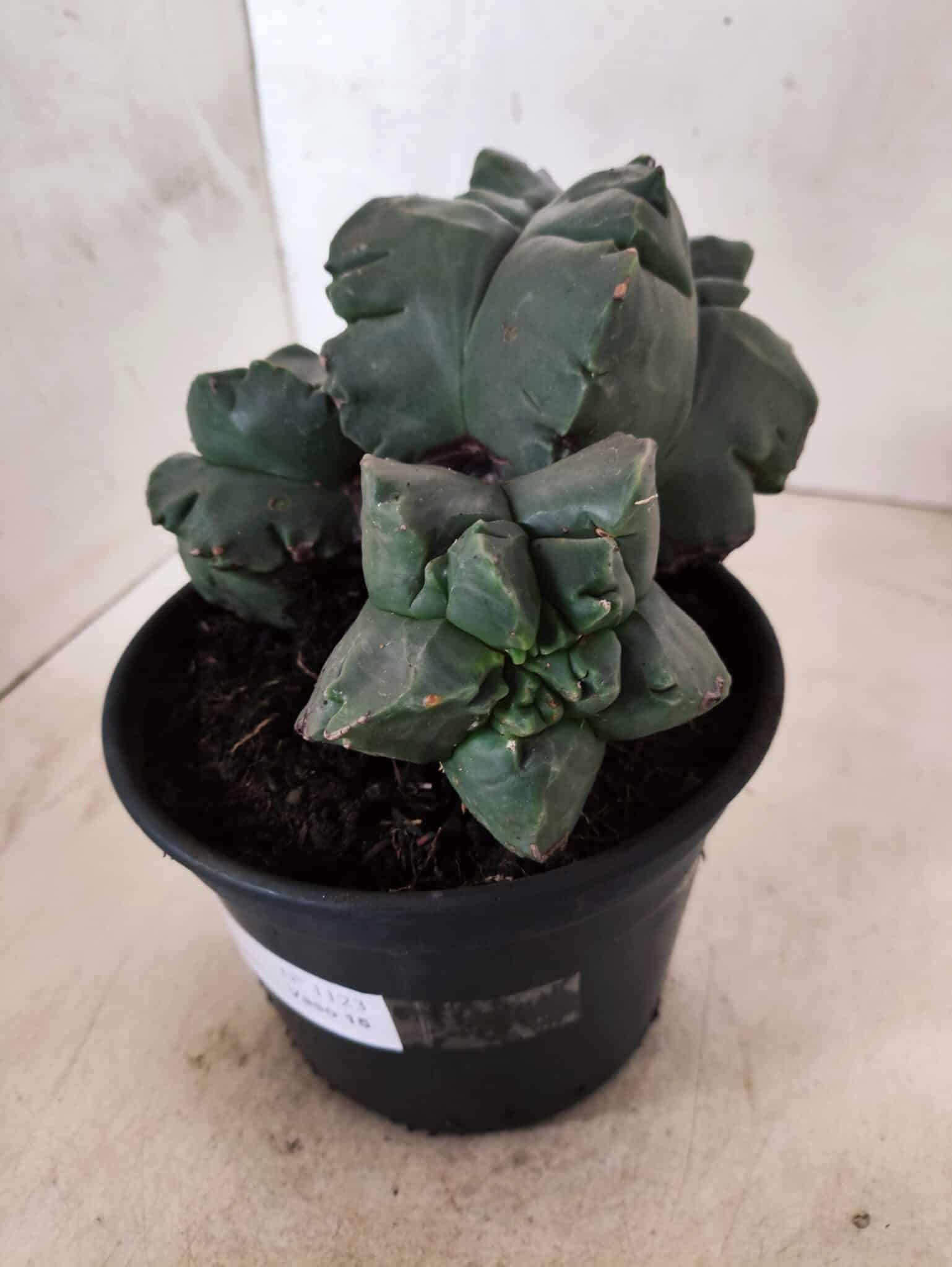 MATRIZ ASTROPHYTUM cv KIKKO "COLÔNIA"  Nº 1123 – vaso 15 - foto 6