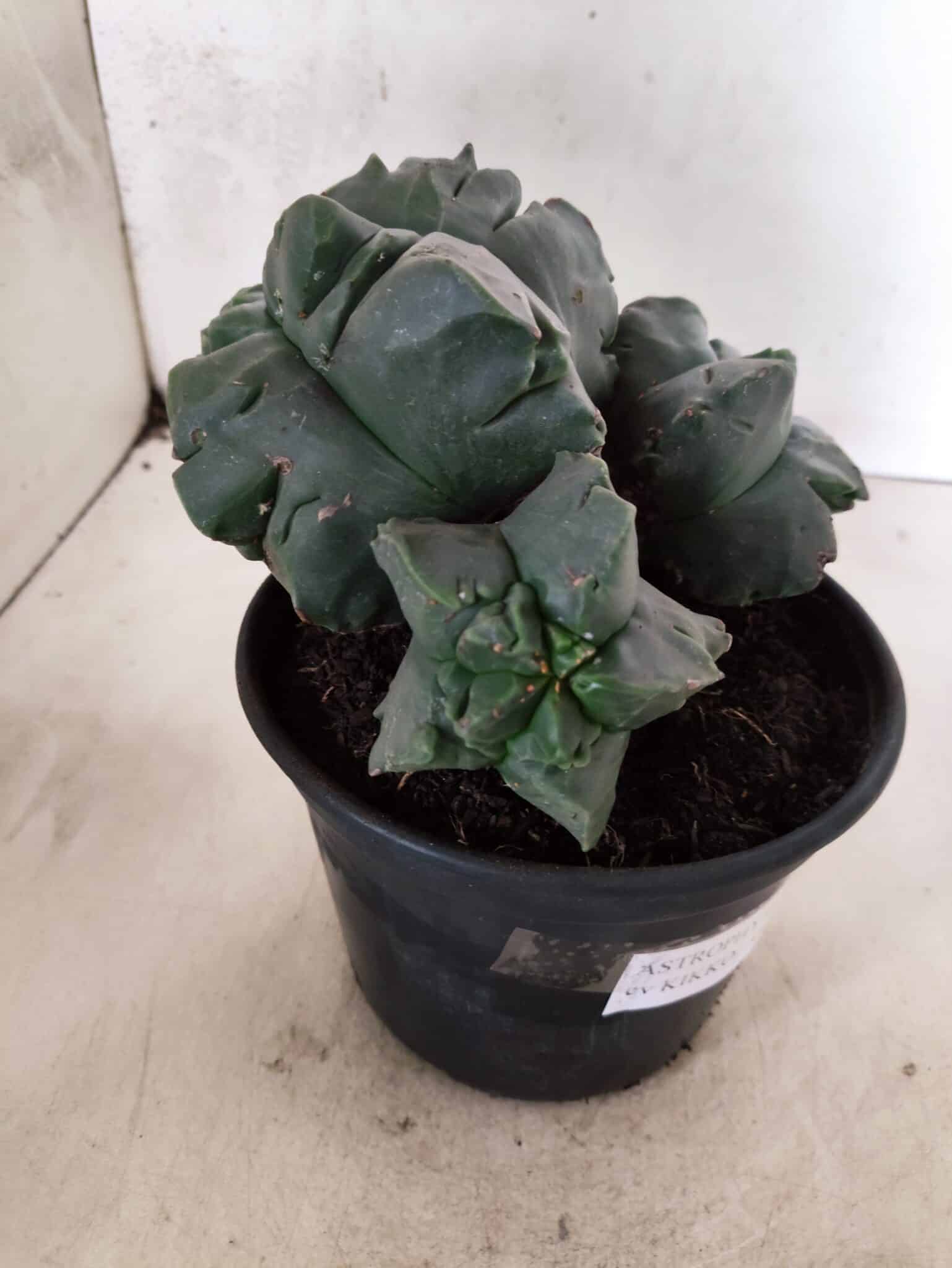 MATRIZ ASTROPHYTUM cv KIKKO "COLÔNIA"  Nº 1123 – vaso 15 - foto 5