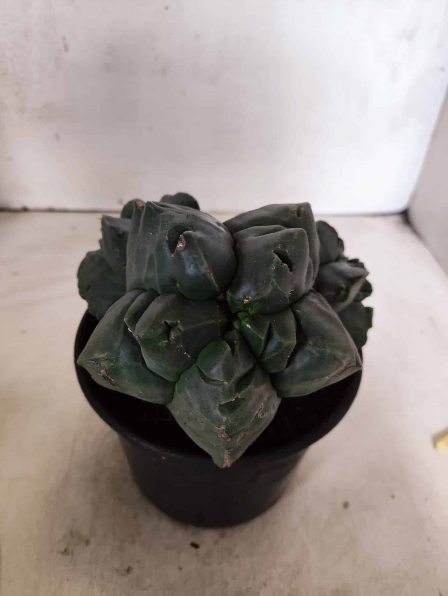 MATRIZ ASTROPHYTUM cv KIKKO "COLÔNIA"  Nº 1123 – vaso 15 - foto 3