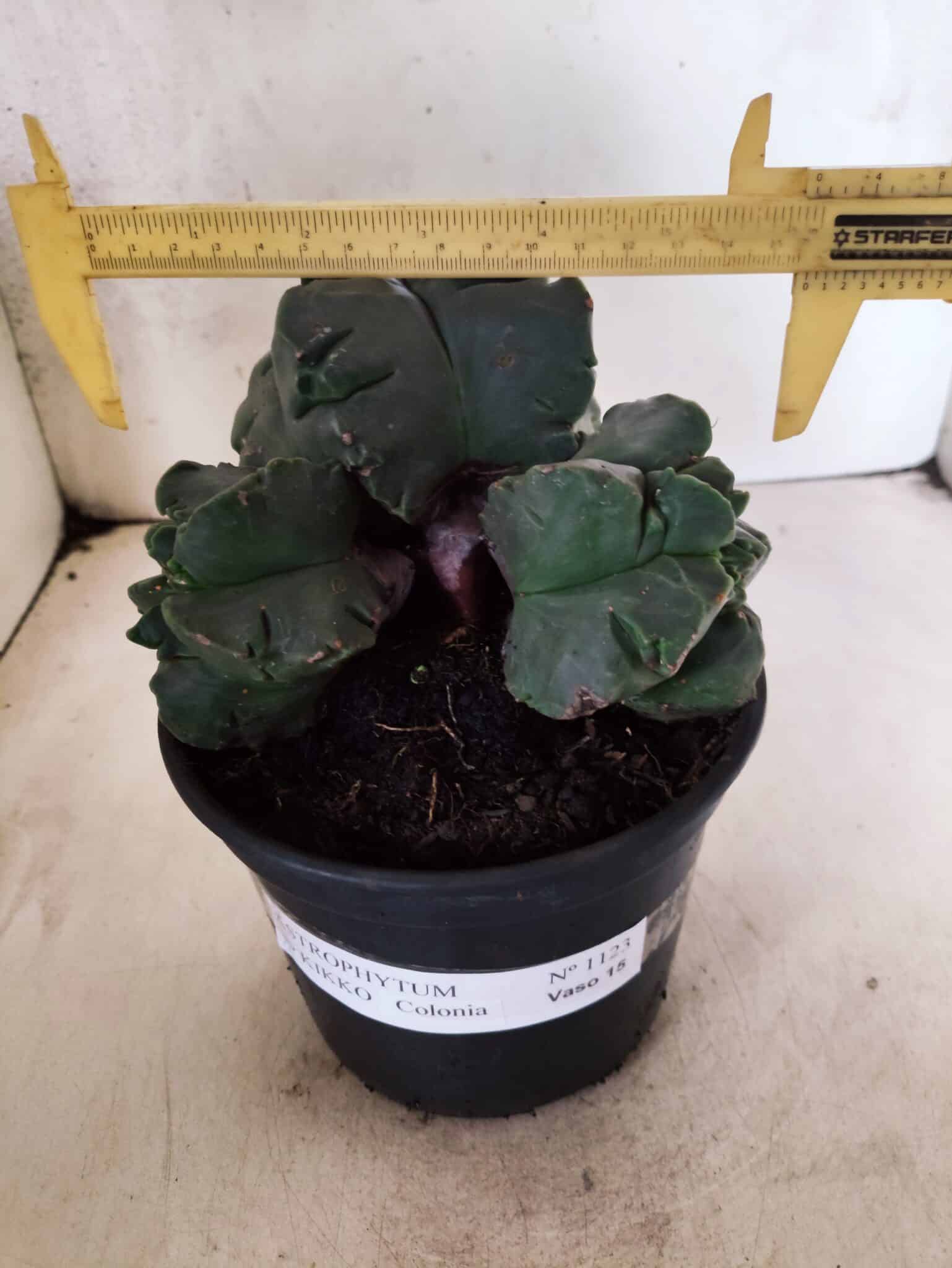 MATRIZ ASTROPHYTUM cv KIKKO "COLÔNIA"  Nº 1123 – vaso 15 - foto 4
