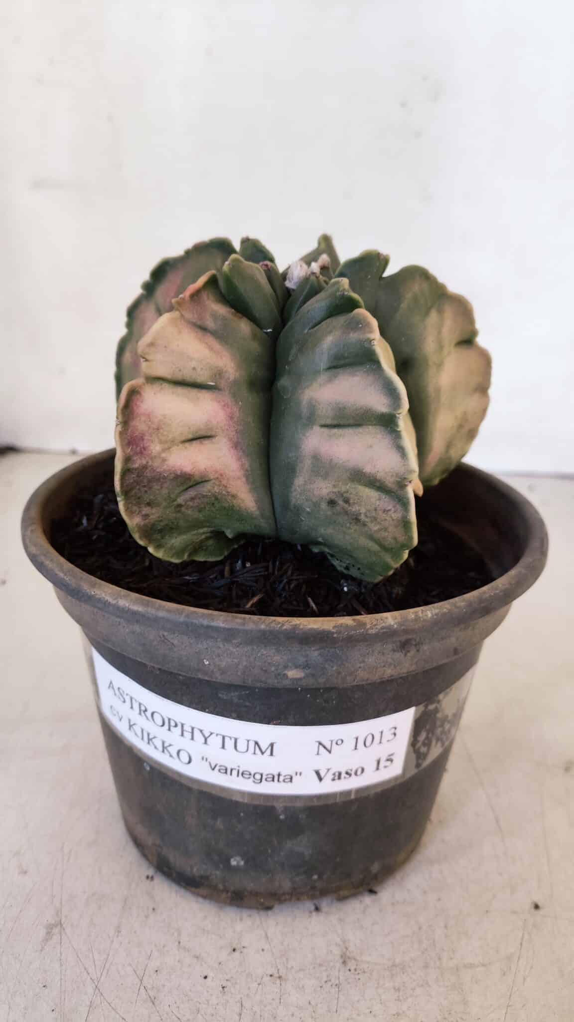 ASTROPHYTUM cv KIKKO "Variegata" Nº 1013 – vaso 15