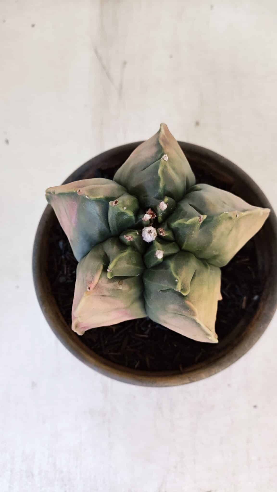 ASTROPHYTUM cv KIKKO "Variegata" Nº 1013 – vaso 15
