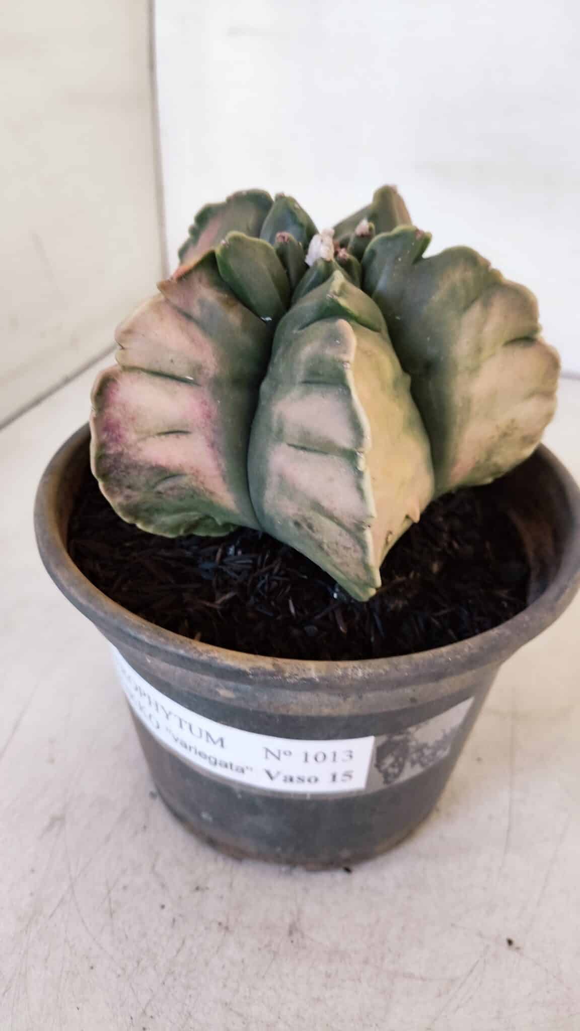 ASTROPHYTUM cv KIKKO "Variegata" Nº 1013 – vaso 15