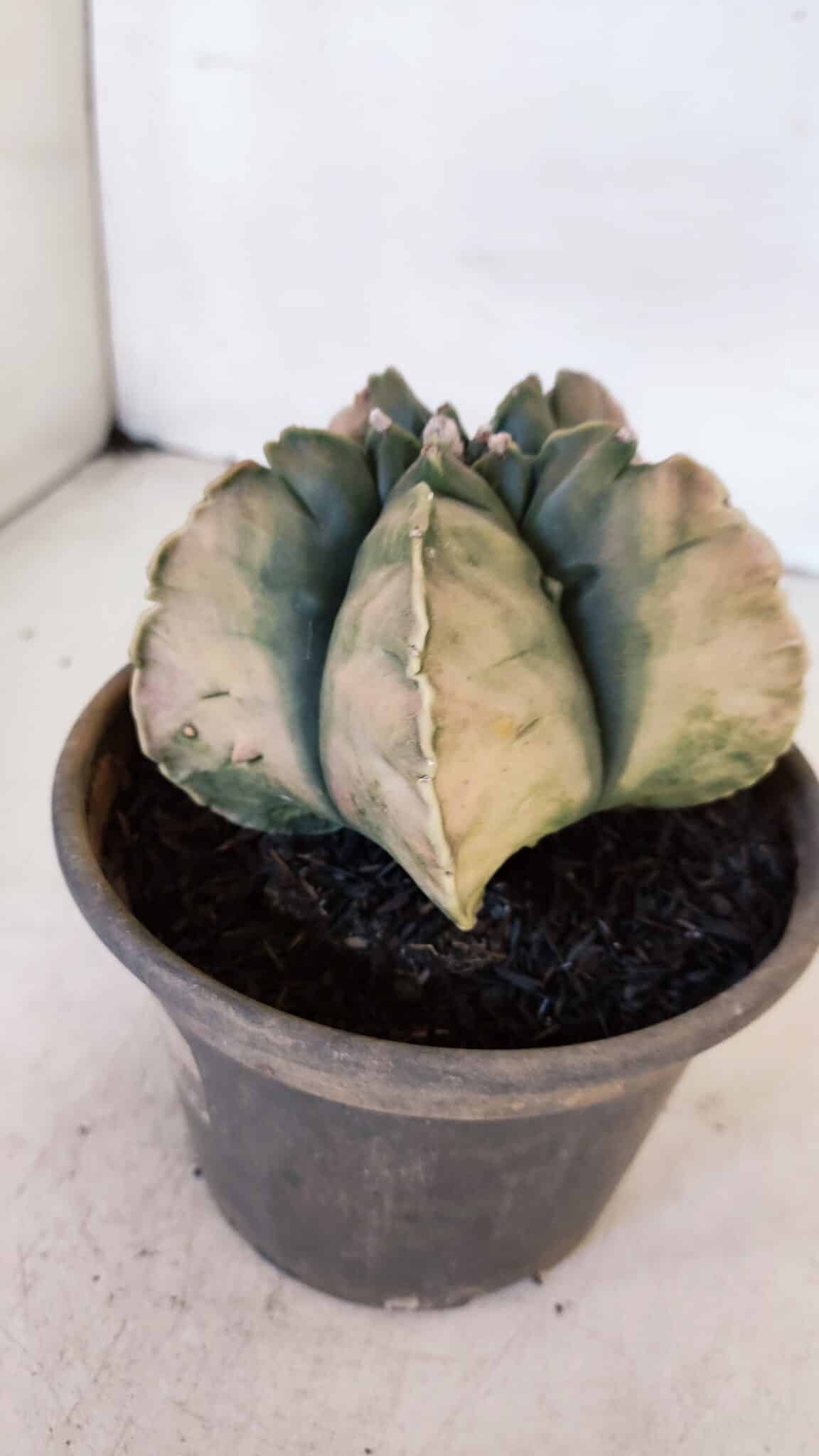 ASTROPHYTUM cv KIKKO "Variegata" Nº 1013 – vaso 15