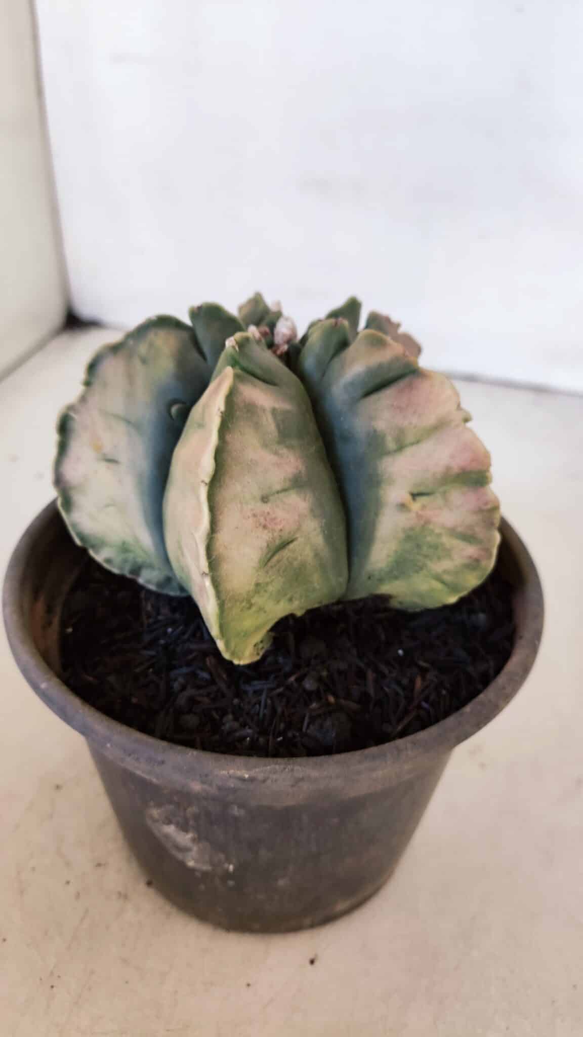 ASTROPHYTUM cv KIKKO "Variegata" Nº 1013 – vaso 15