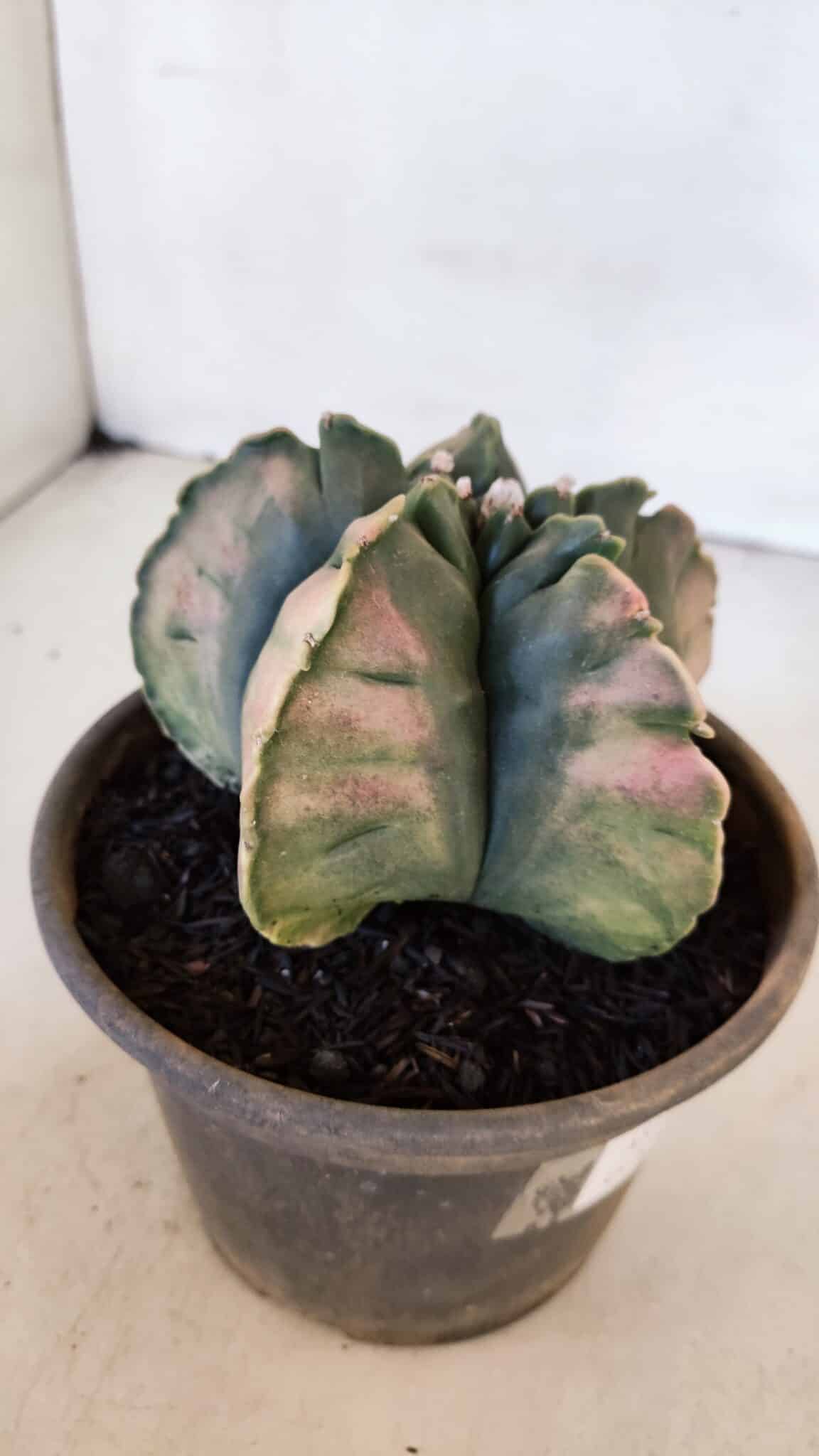 ASTROPHYTUM cv KIKKO "Variegata" Nº 1013 – vaso 15