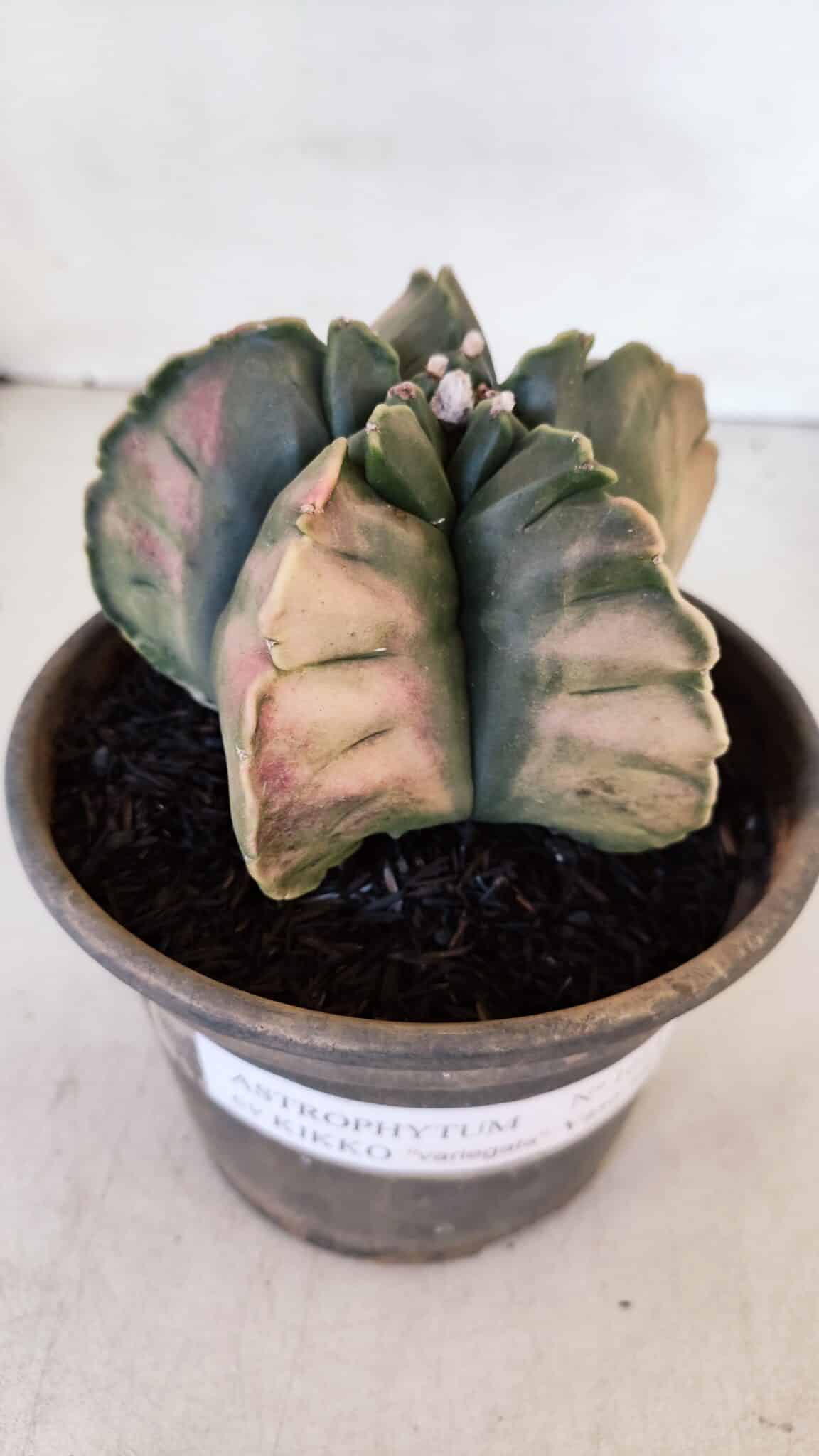 ASTROPHYTUM cv KIKKO "Variegata" Nº 1013 – vaso 15
