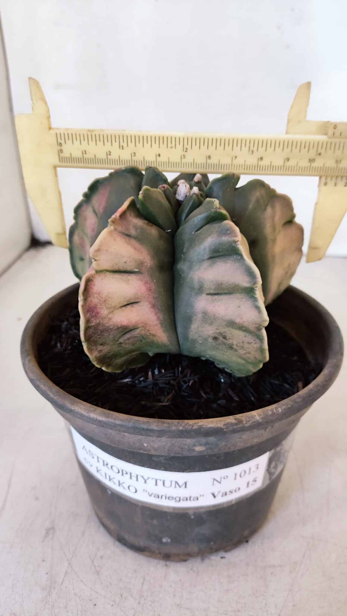 ASTROPHYTUM cv KIKKO "Variegata" Nº 1013 – vaso 15