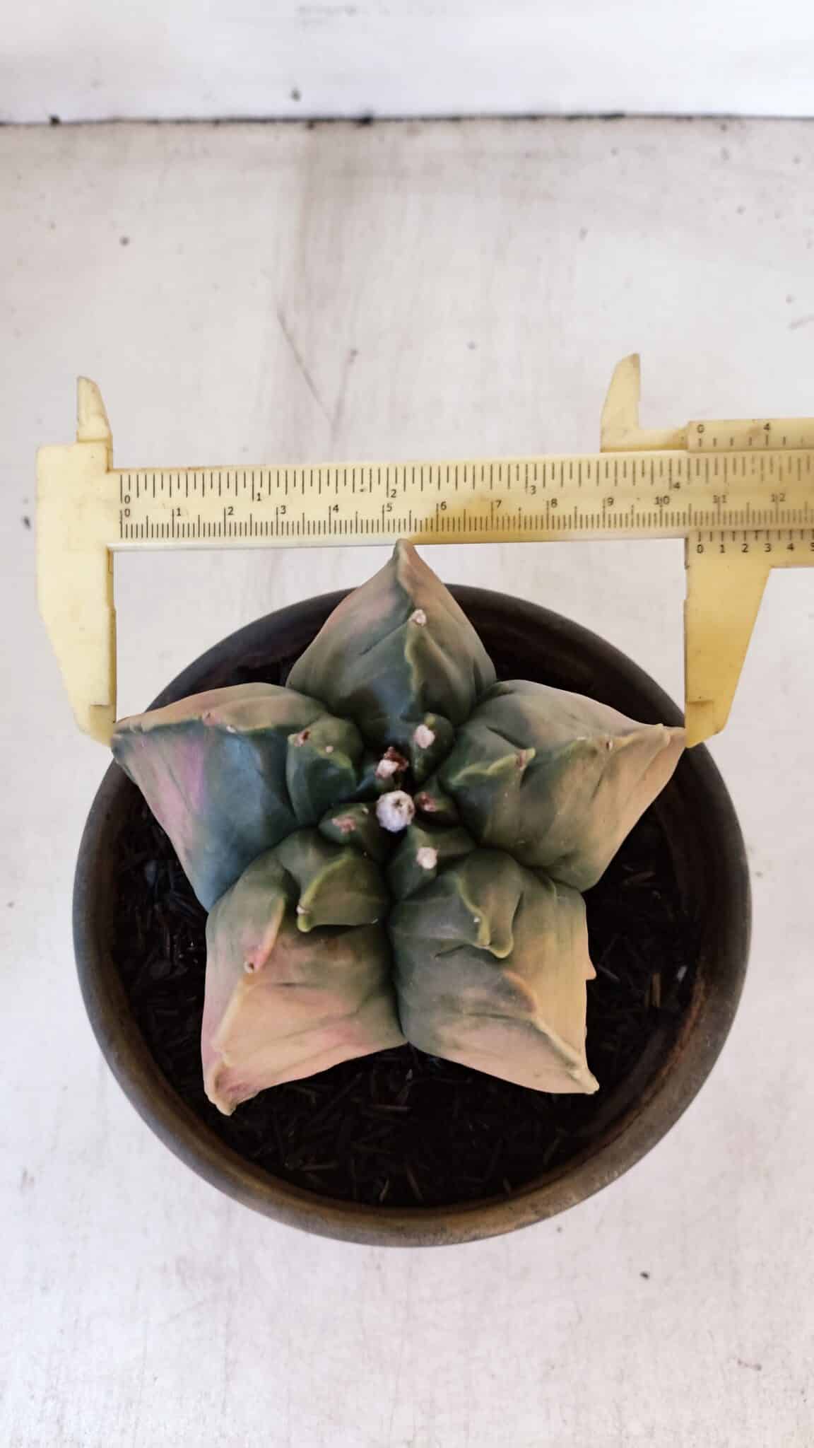 ASTROPHYTUM cv KIKKO "Variegata" Nº 1013 – vaso 15