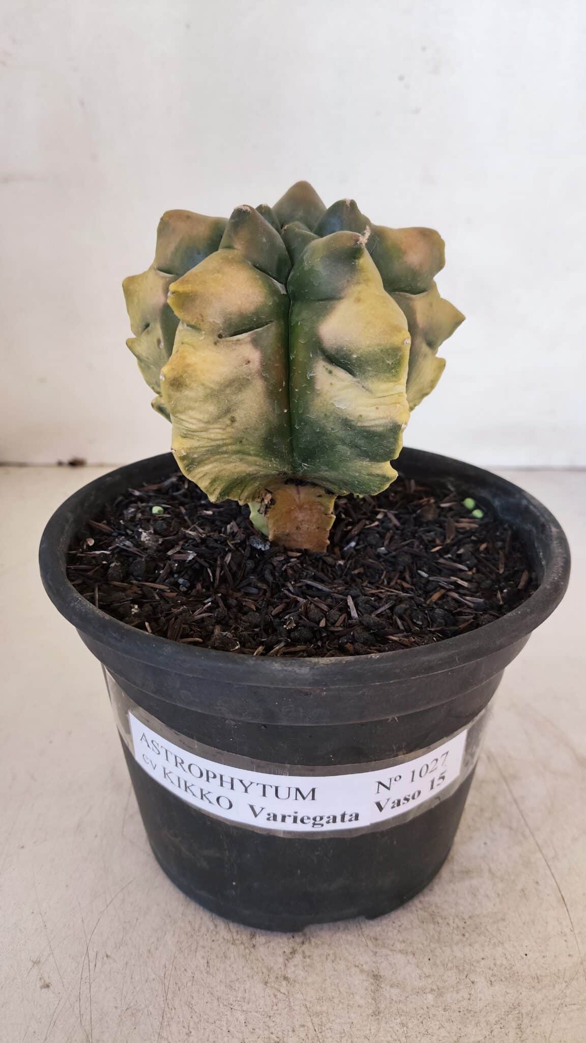 ASTROPHYTUM cv KIKKO "Variegata" Nº 1027 – vaso 15