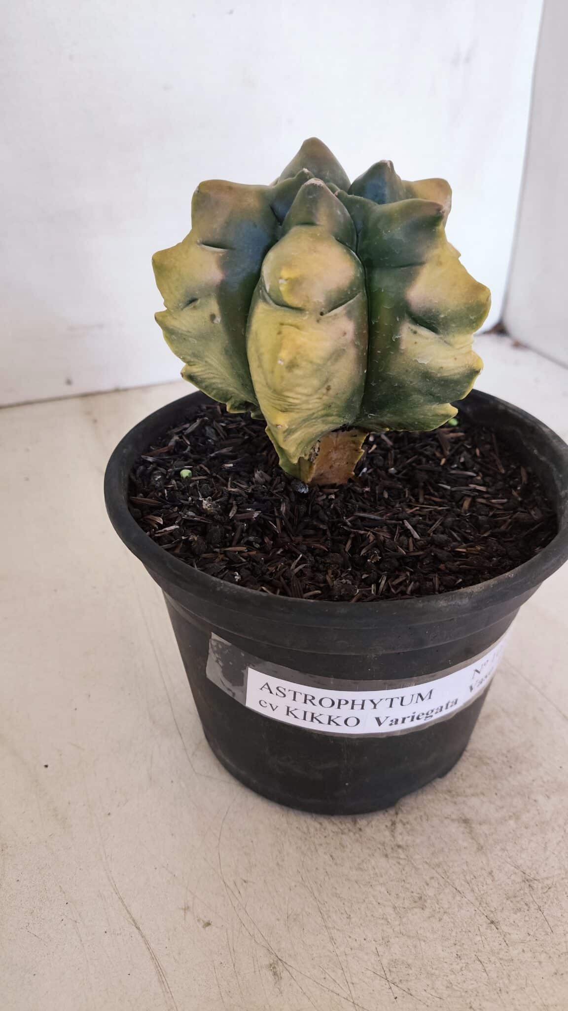ASTROPHYTUM cv KIKKO "Variegata" Nº 1027 – vaso 15
