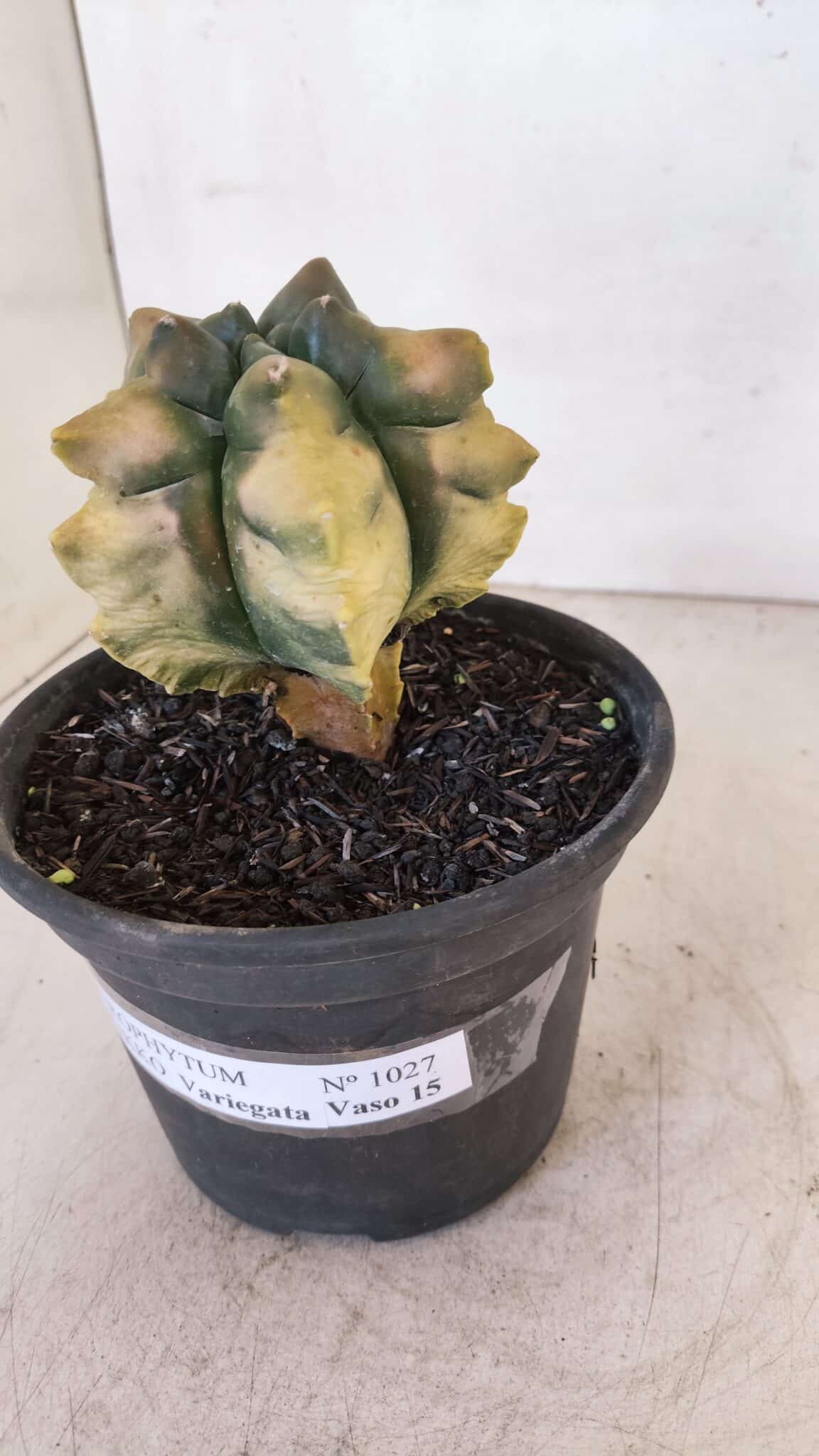ASTROPHYTUM cv KIKKO "Variegata" Nº 1027 – vaso 15
