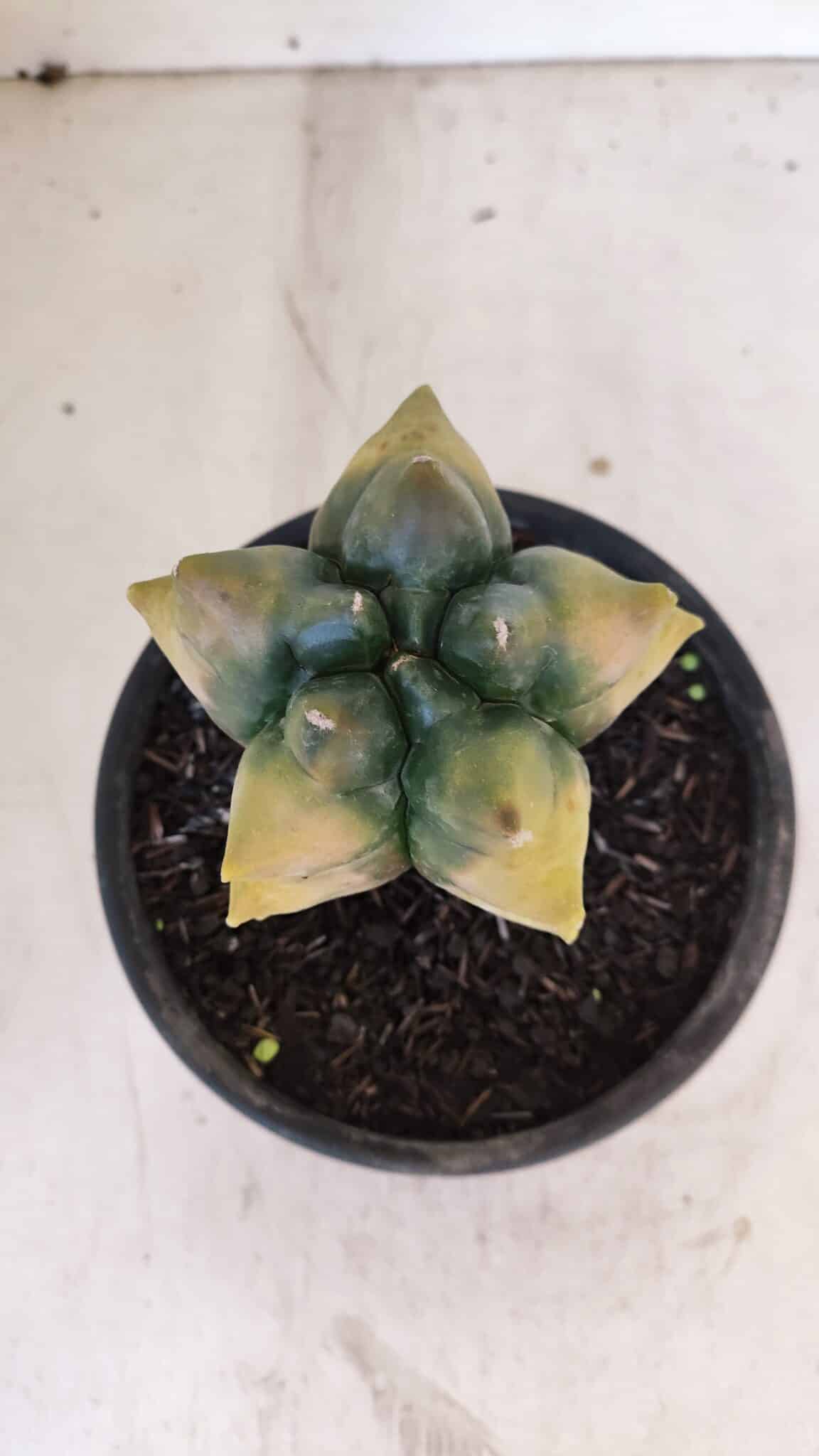 ASTROPHYTUM cv KIKKO "Variegata" Nº 1027 – vaso 15
