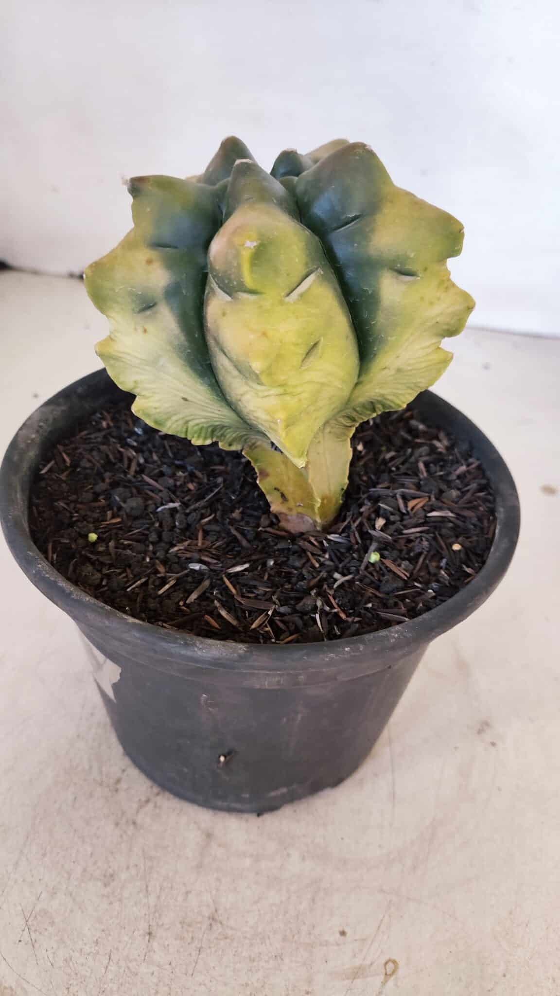 ASTROPHYTUM cv KIKKO "Variegata" Nº 1027 – vaso 15