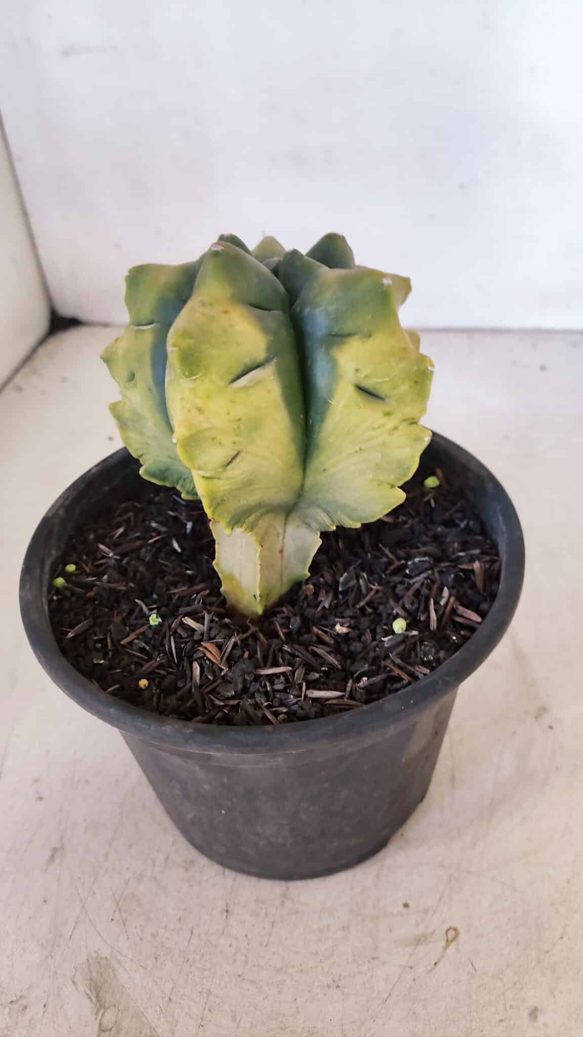 ASTROPHYTUM cv KIKKO "Variegata" Nº 1027 – vaso 15