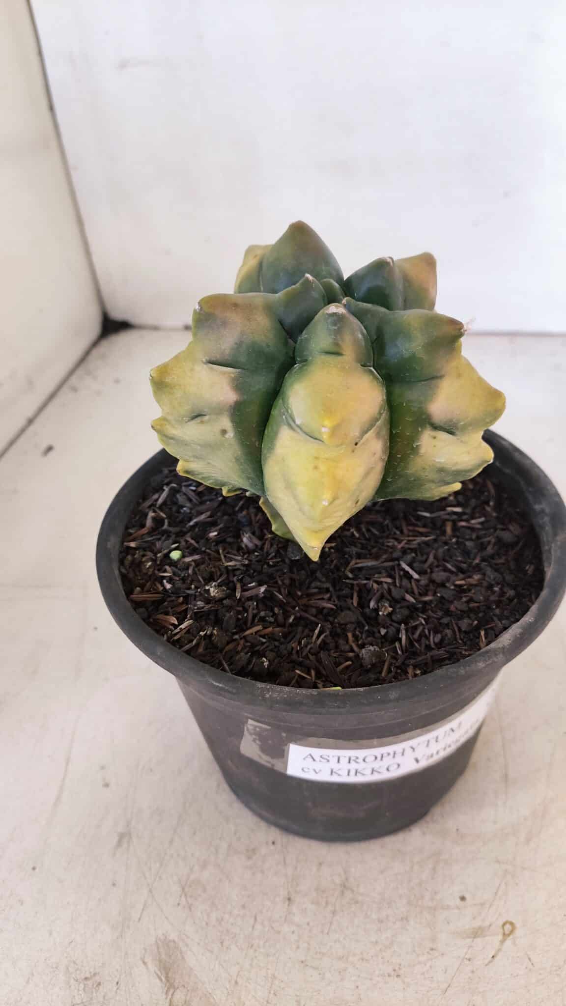 ASTROPHYTUM cv KIKKO "Variegata" Nº 1027 – vaso 15