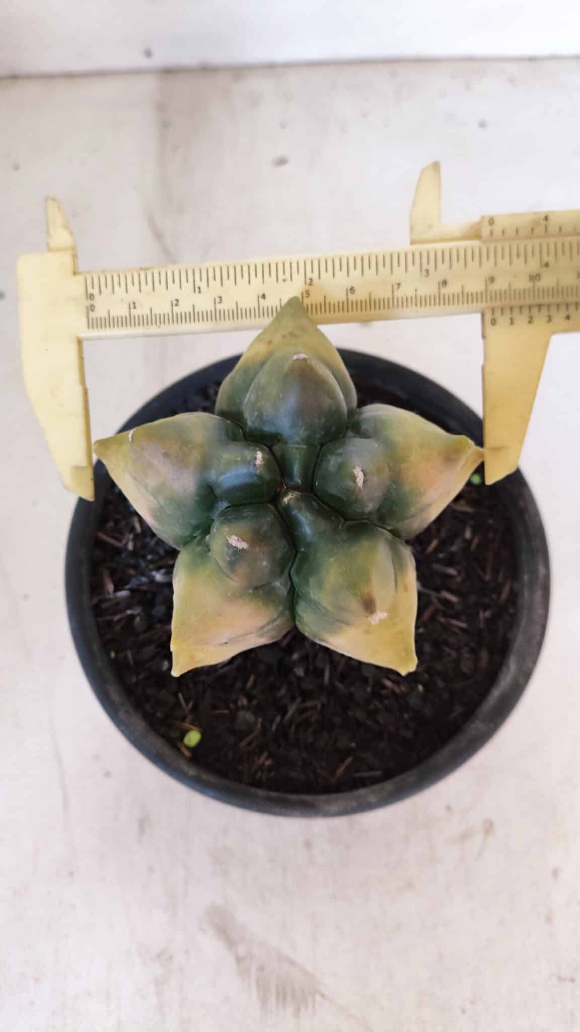 ASTROPHYTUM cv KIKKO "Variegata" Nº 1027 – vaso 15
