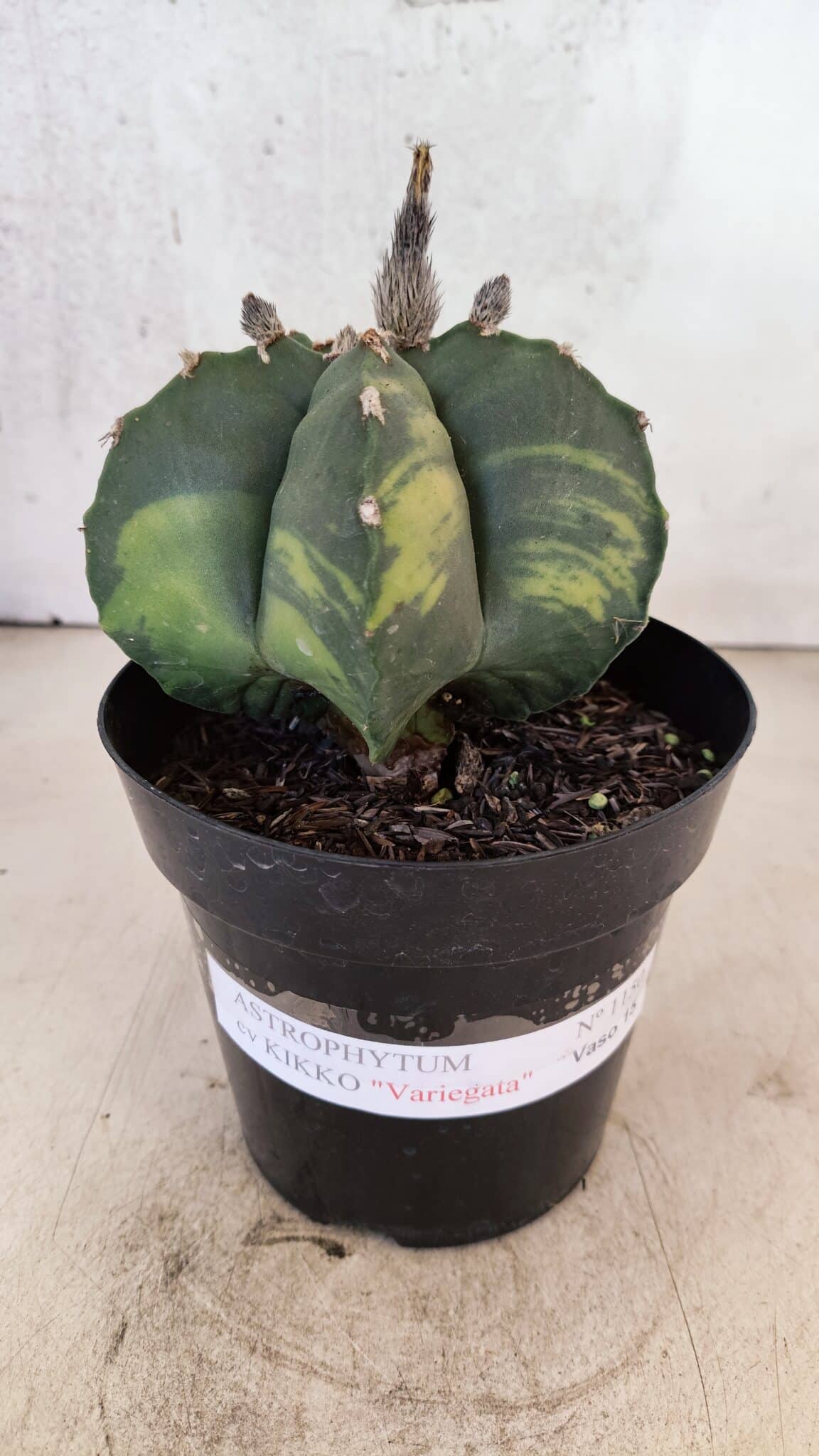 MATRIZ ASTROPHYTUM cv KIKKO "Variegata"  Nº 1150 – vaso 15 - foto 2
