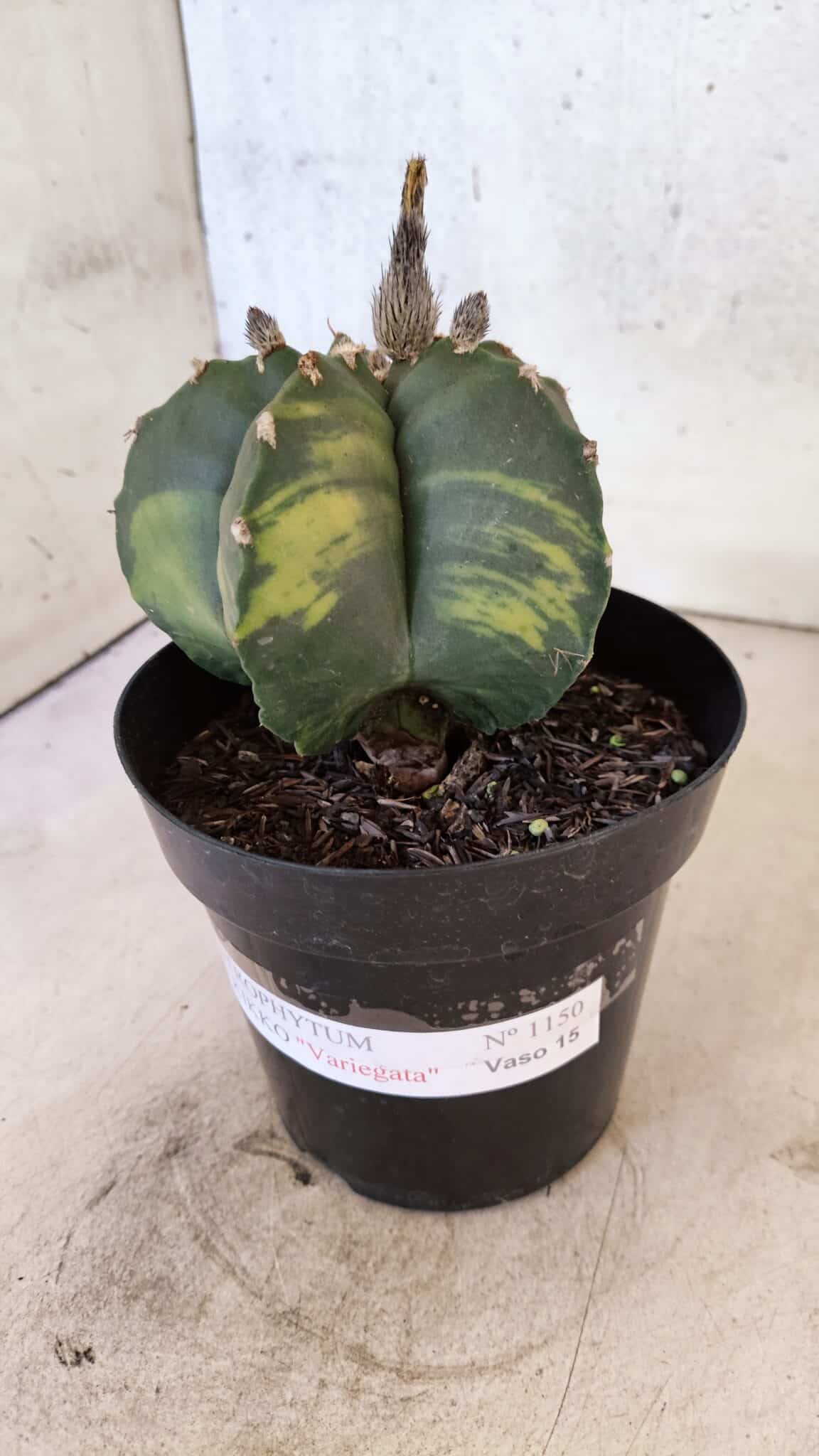MATRIZ ASTROPHYTUM cv KIKKO "Variegata"  Nº 1150 – vaso 15 - foto 9