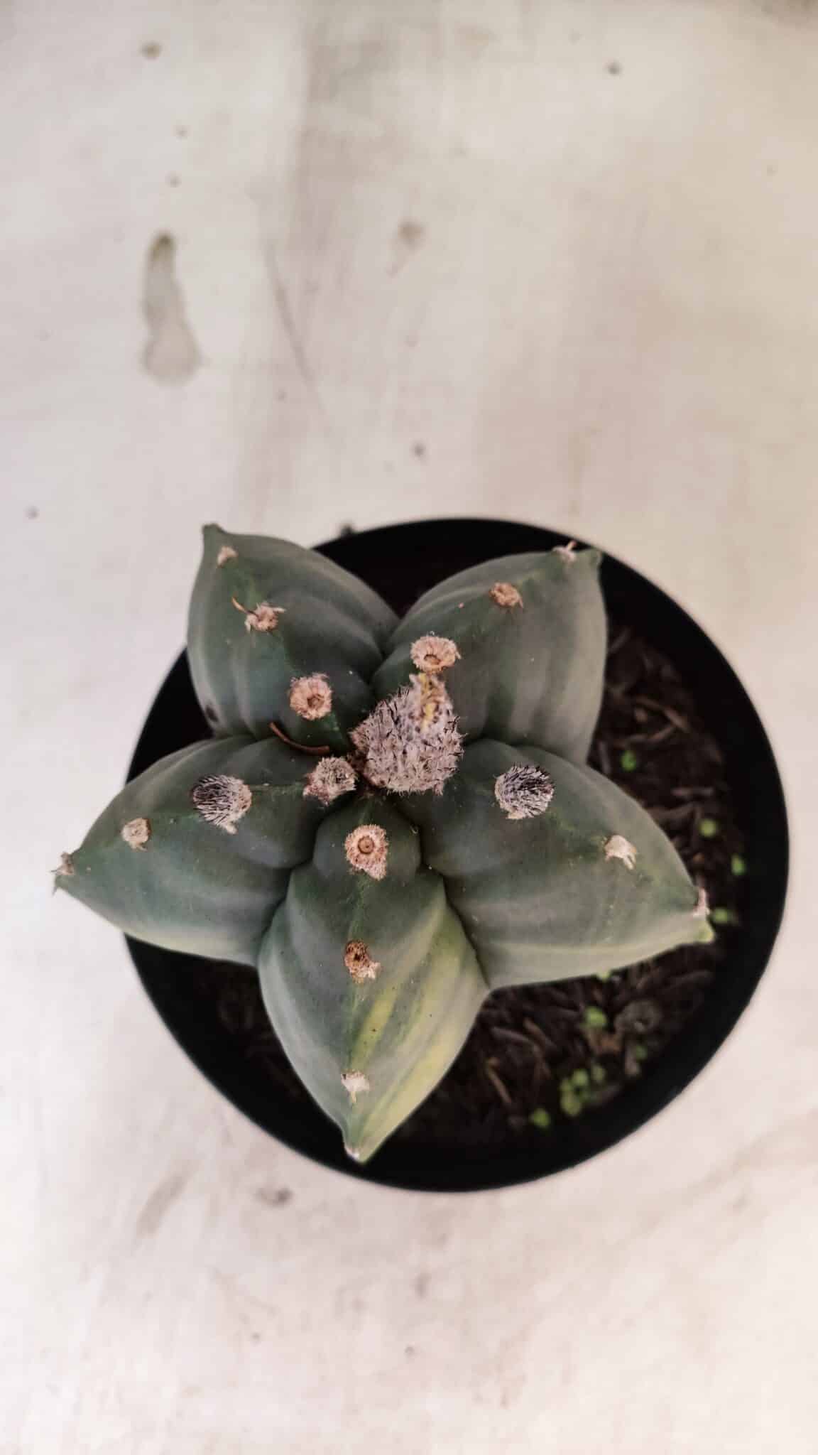 MATRIZ ASTROPHYTUM cv KIKKO "Variegata"  Nº 1150 – vaso 15 - foto 3