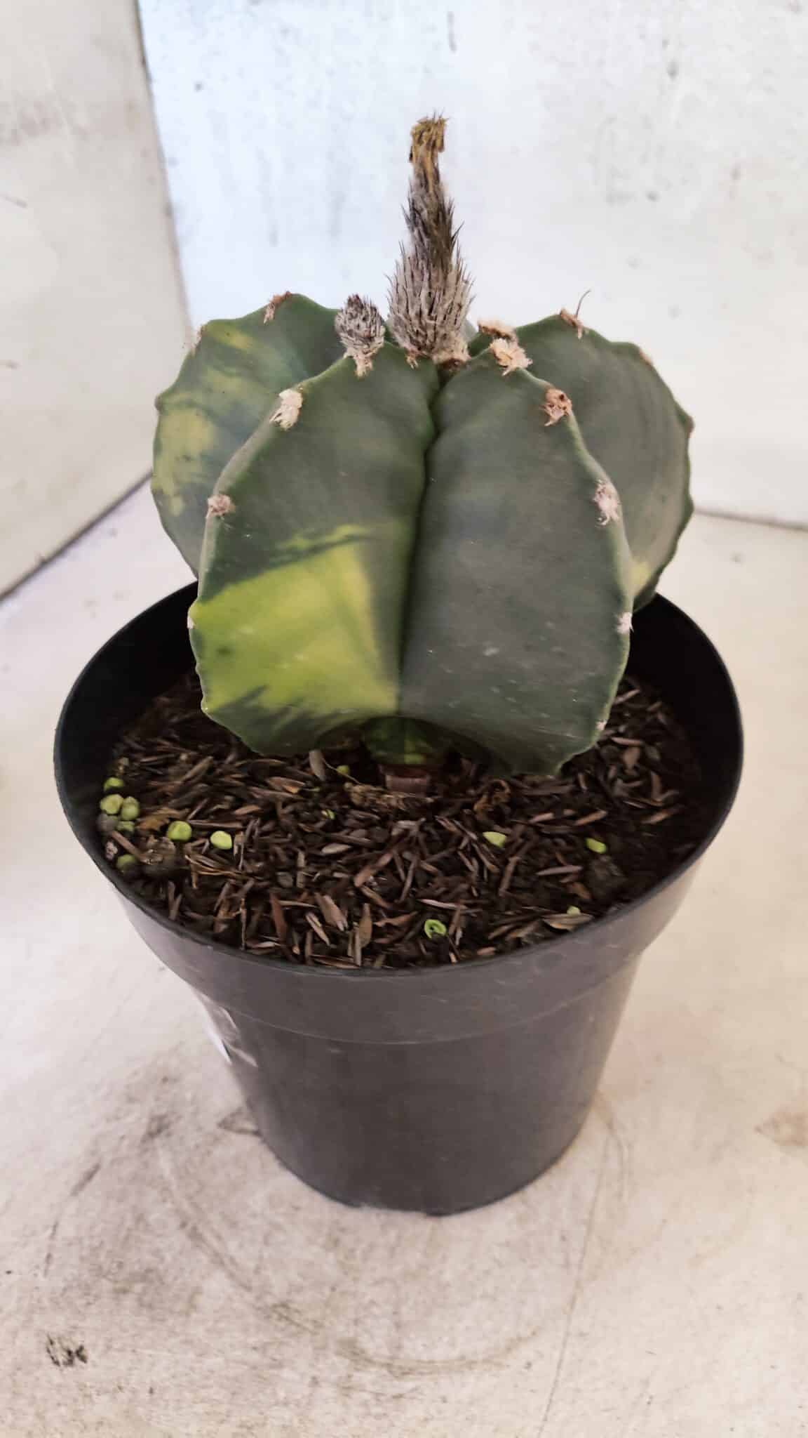 MATRIZ ASTROPHYTUM cv KIKKO "Variegata"  Nº 1150 – vaso 15 - foto 8