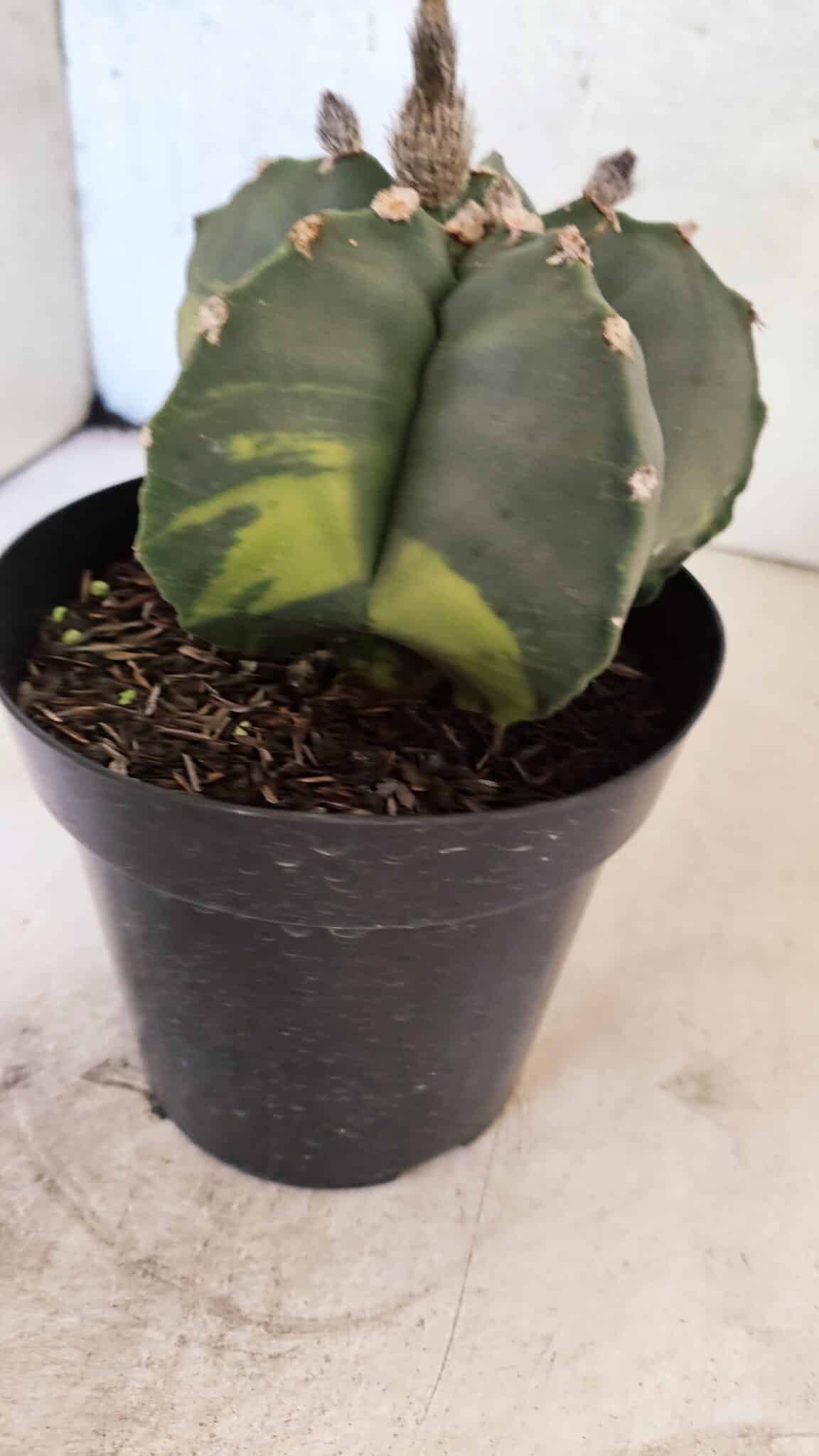 MATRIZ ASTROPHYTUM cv KIKKO "Variegata"  Nº 1150 – vaso 15 - foto 7