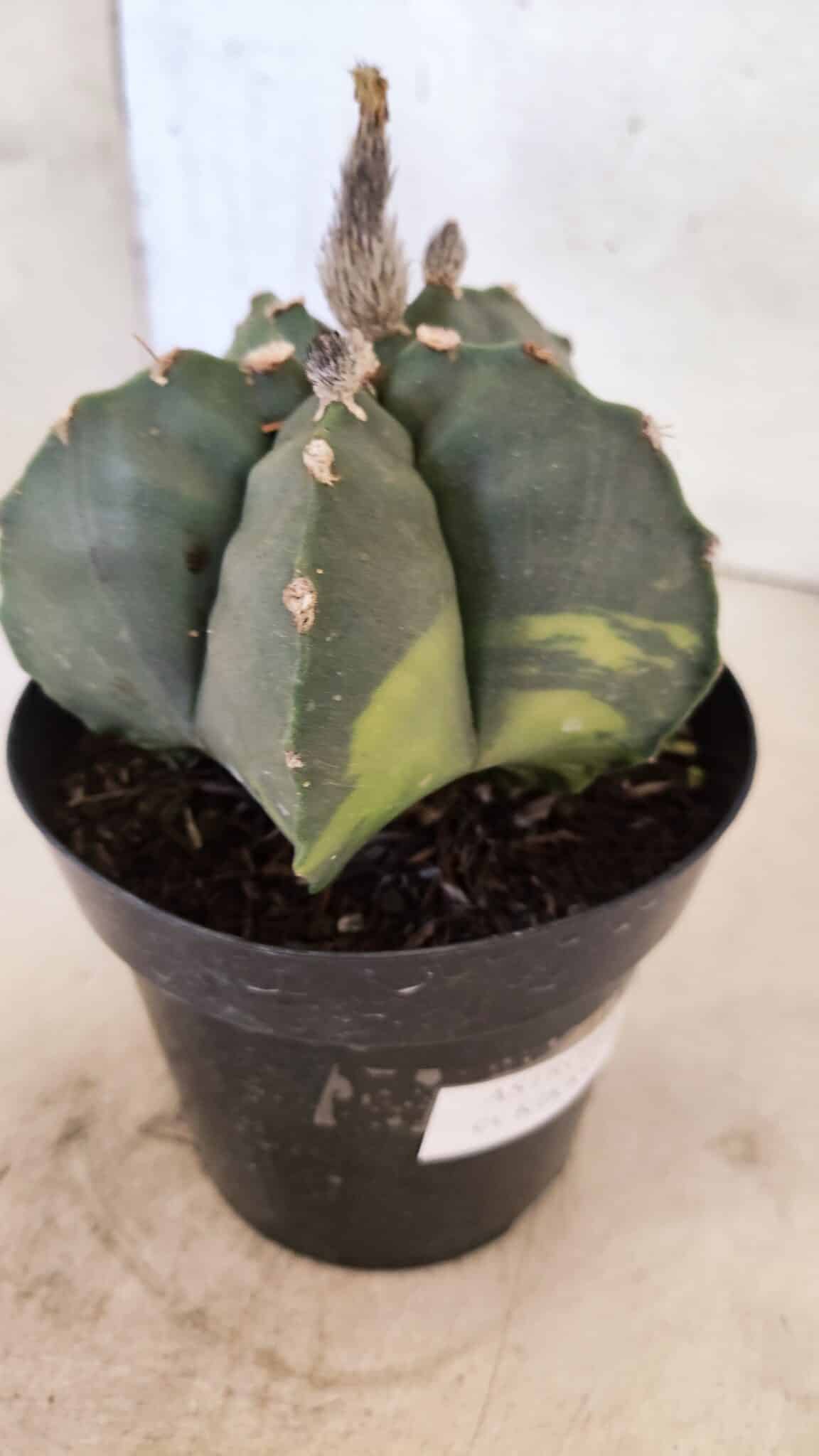 MATRIZ ASTROPHYTUM cv KIKKO "Variegata"  Nº 1150 – vaso 15 - foto 6
