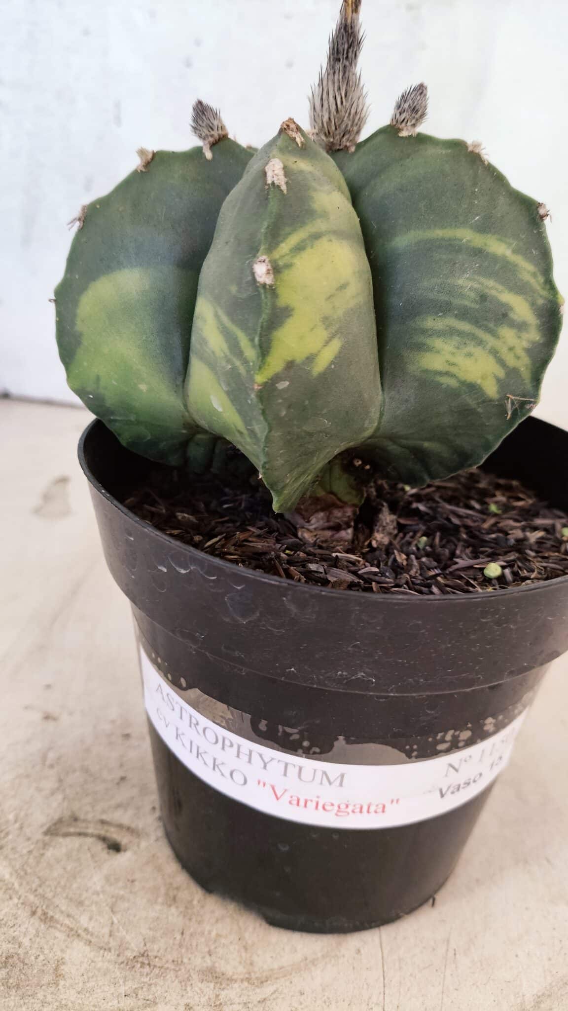 MATRIZ ASTROPHYTUM cv KIKKO "Variegata"  Nº 1150 – vaso 15 - foto 5