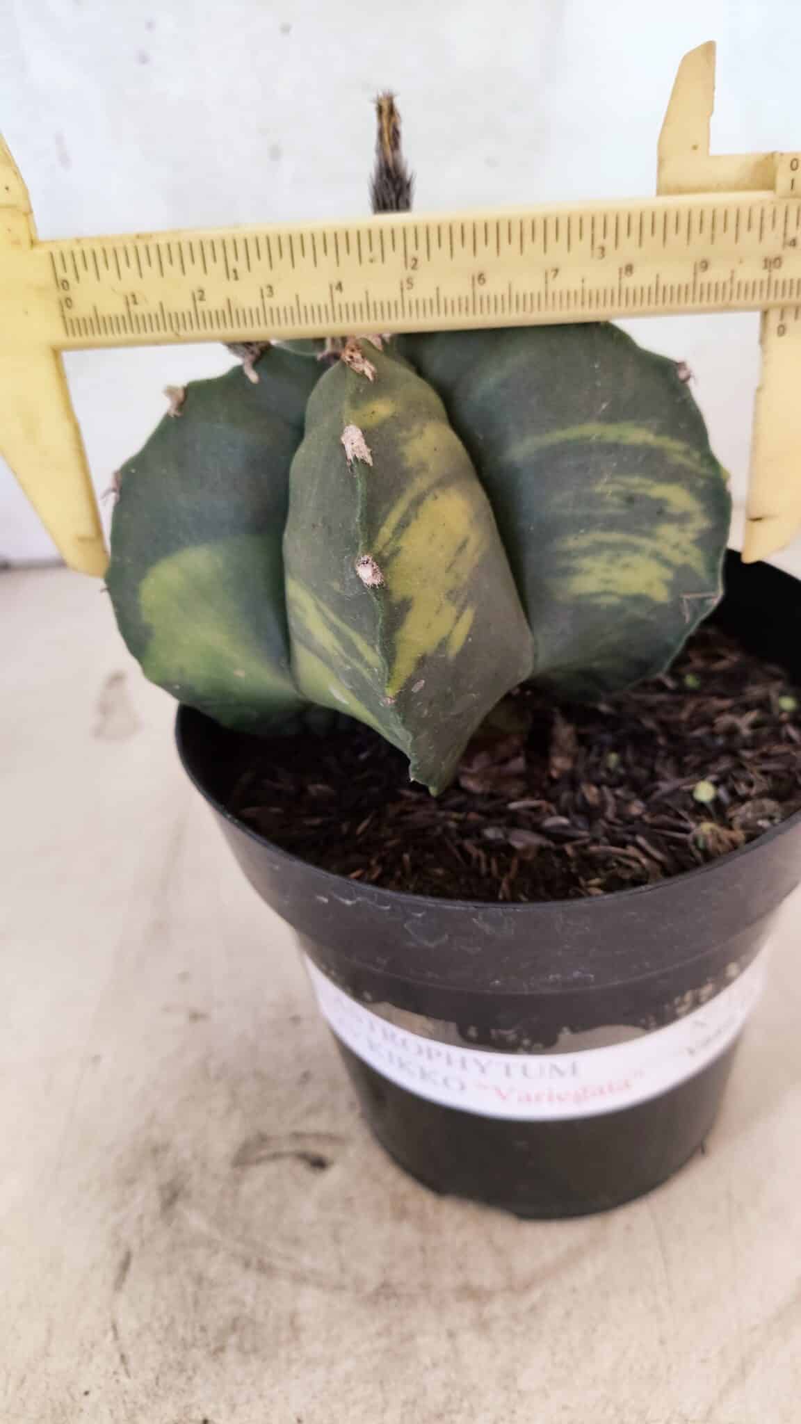 MATRIZ ASTROPHYTUM cv KIKKO "Variegata"  Nº 1150 – vaso 15 - foto 4