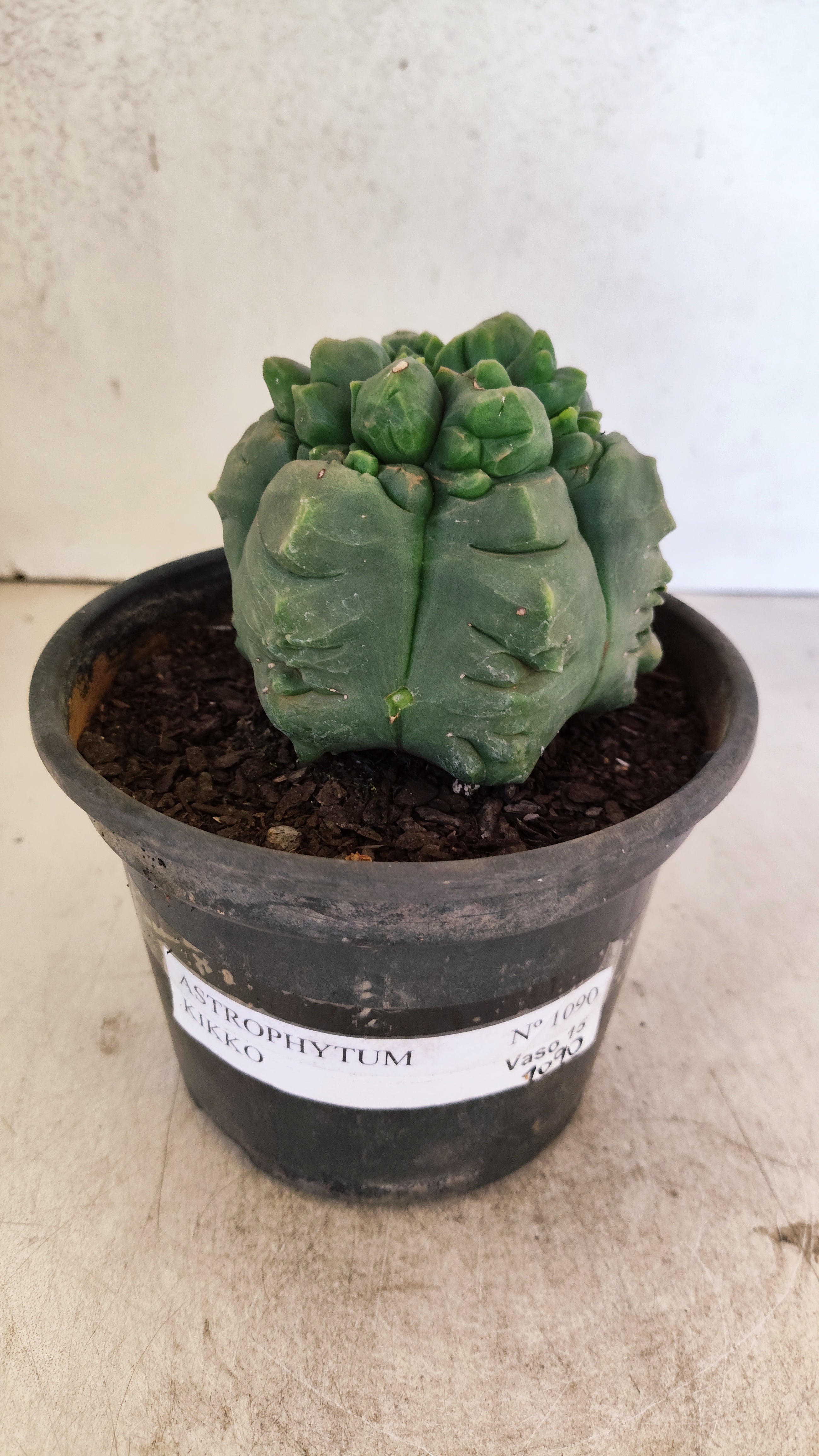 MATRIZ ASTROPHYTUM cv KIKKO  Nº 1090 – vaso 15