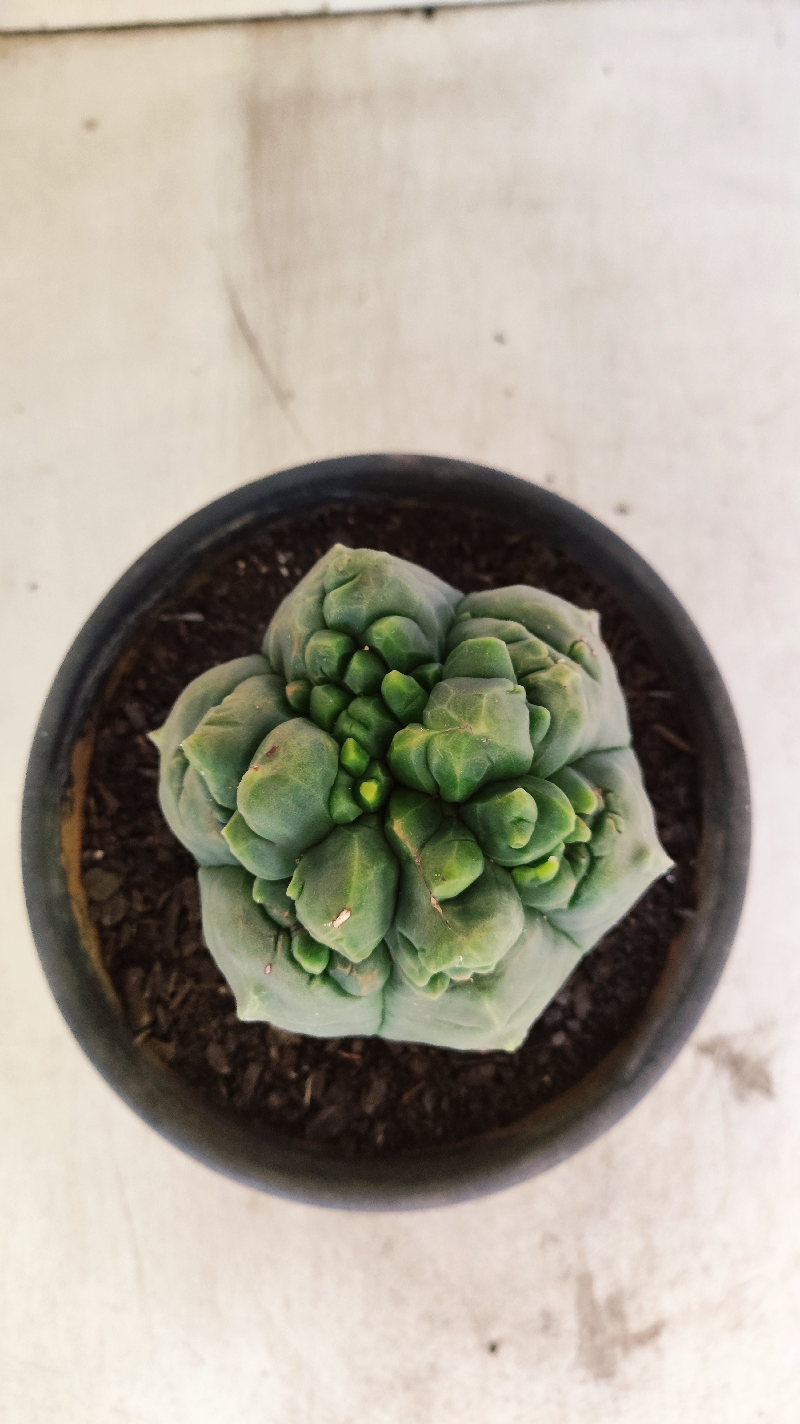 MATRIZ ASTROPHYTUM cv KIKKO  Nº 1090 – vaso 15