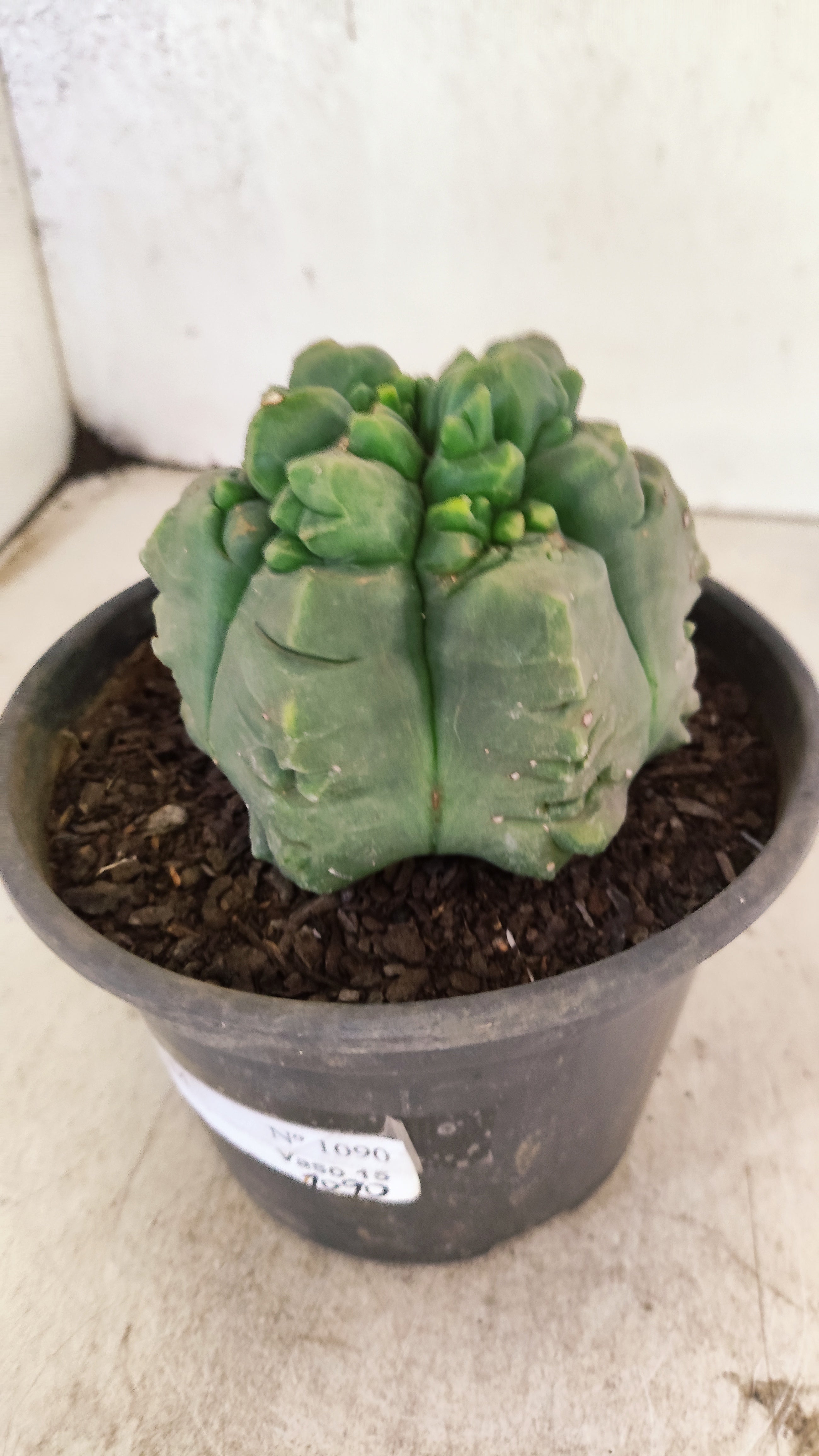 MATRIZ ASTROPHYTUM cv KIKKO  Nº 1090 – vaso 15