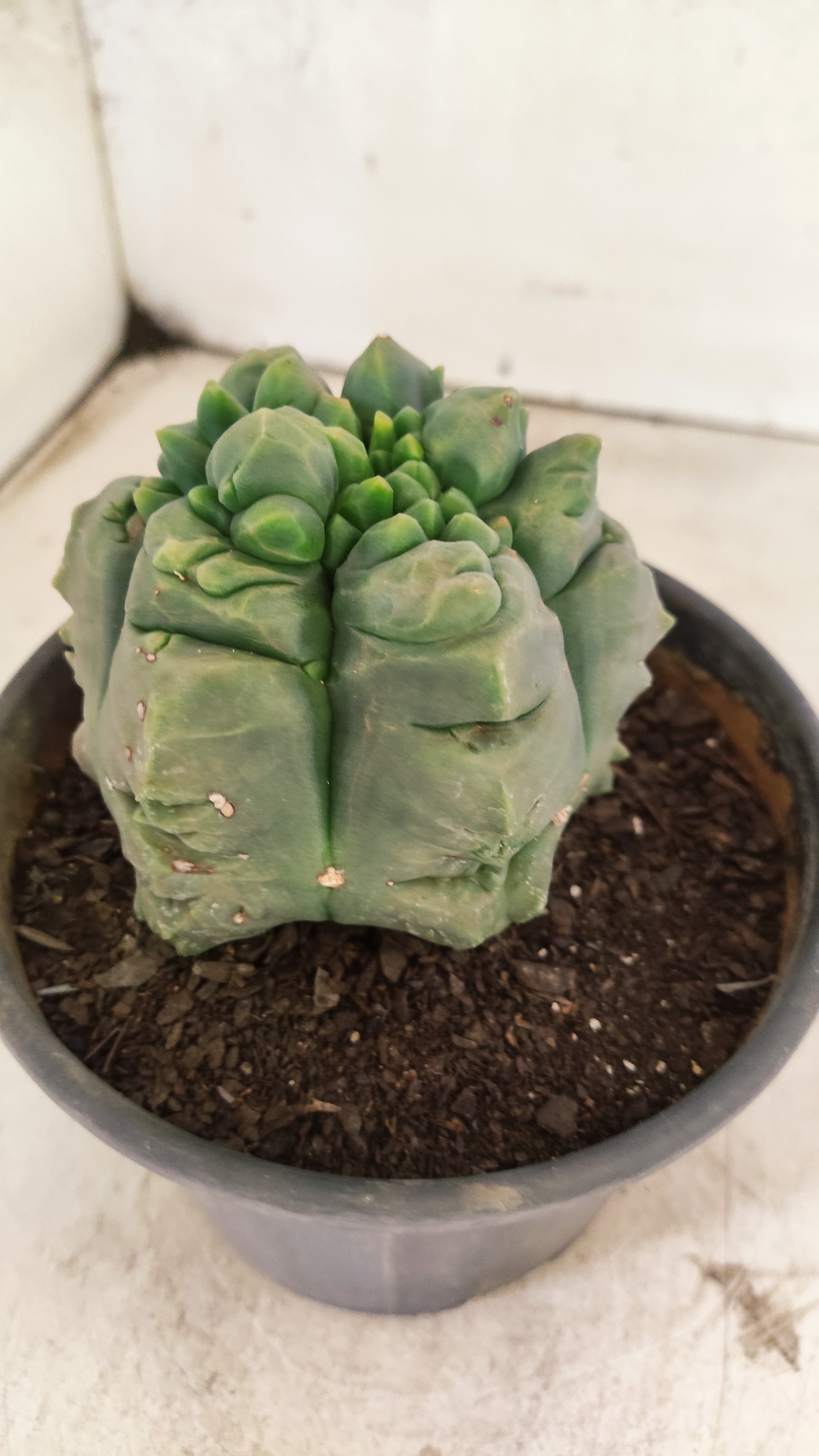 MATRIZ ASTROPHYTUM cv KIKKO  Nº 1090 – vaso 15