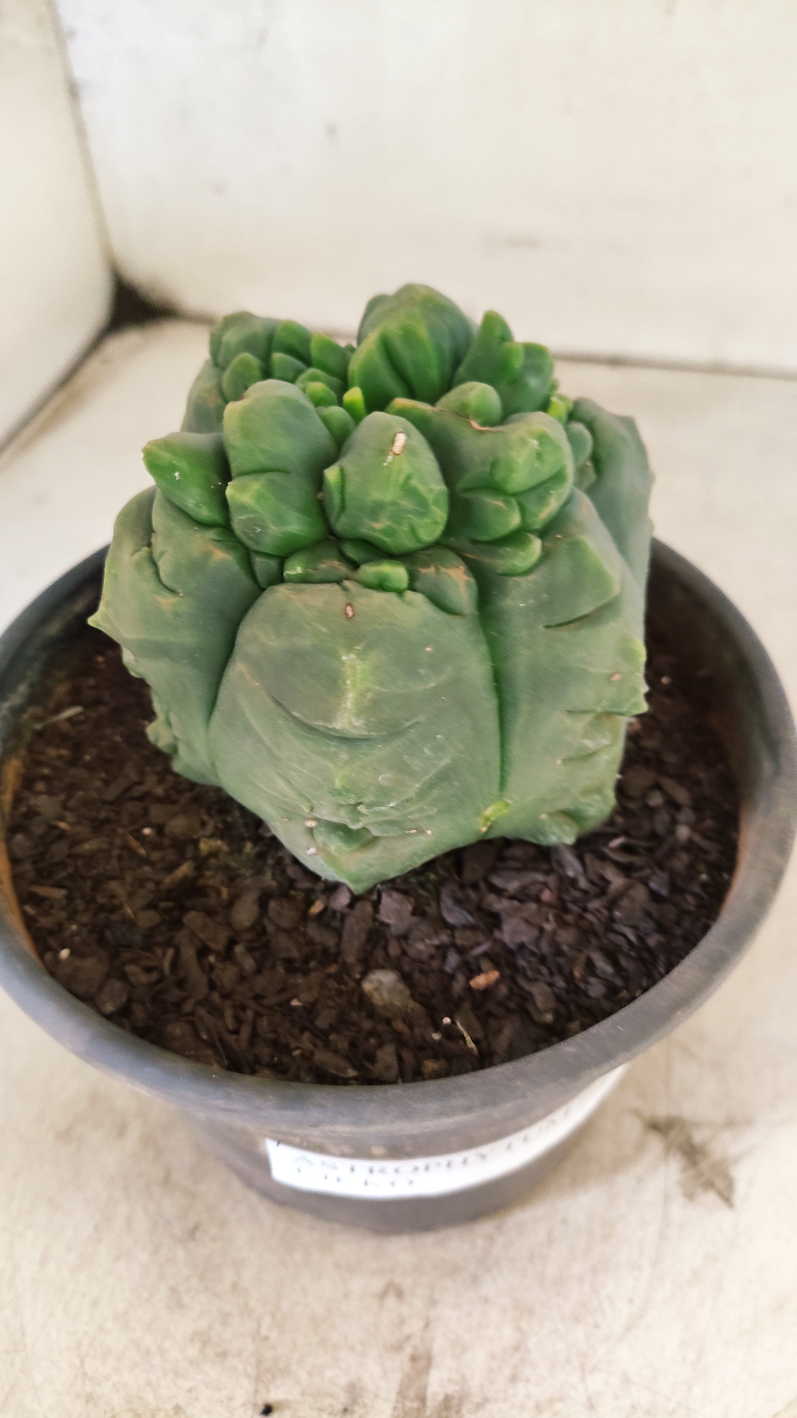 MATRIZ ASTROPHYTUM cv KIKKO  Nº 1090 – vaso 15