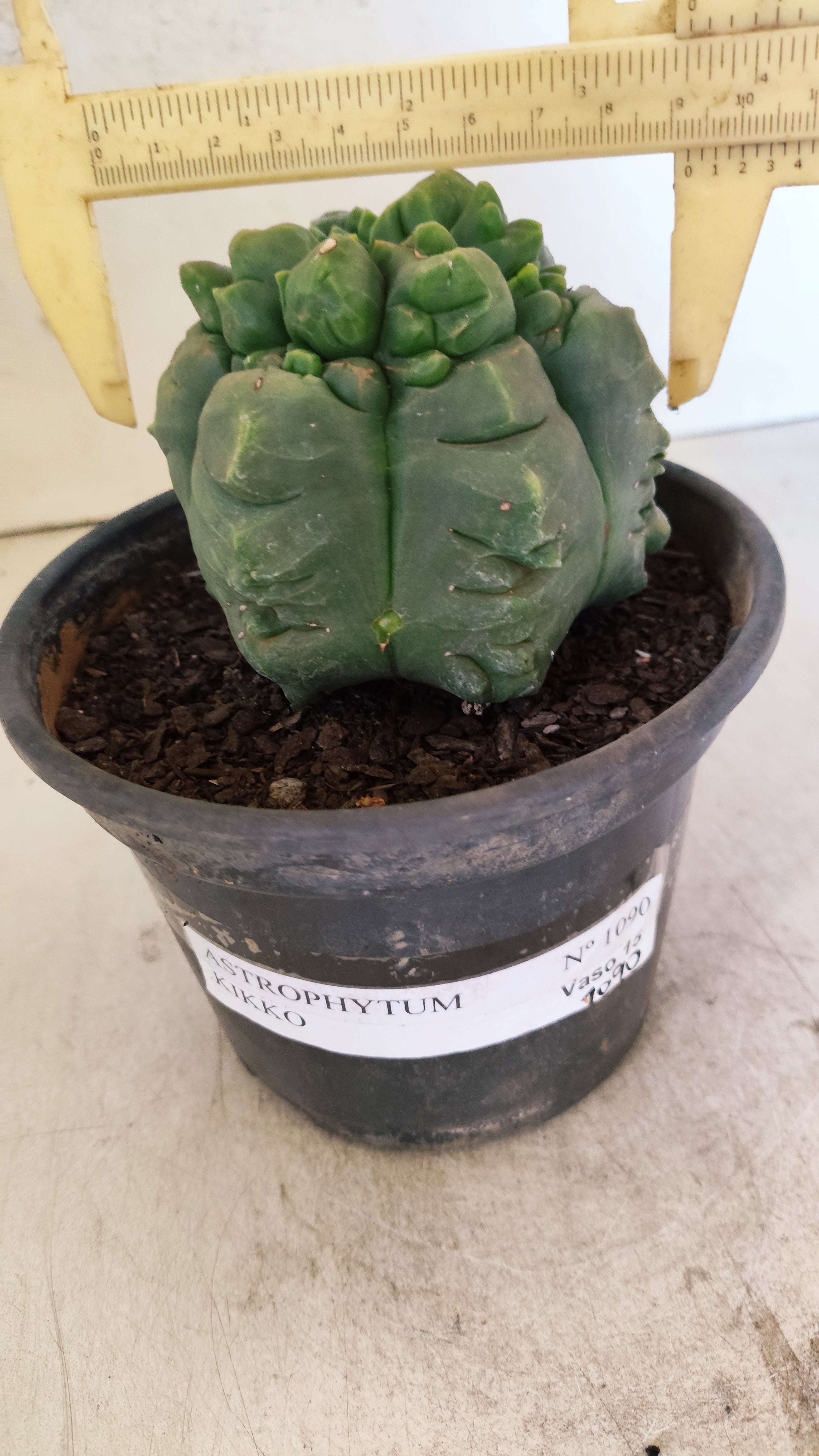 MATRIZ ASTROPHYTUM cv KIKKO  Nº 1090 – vaso 15