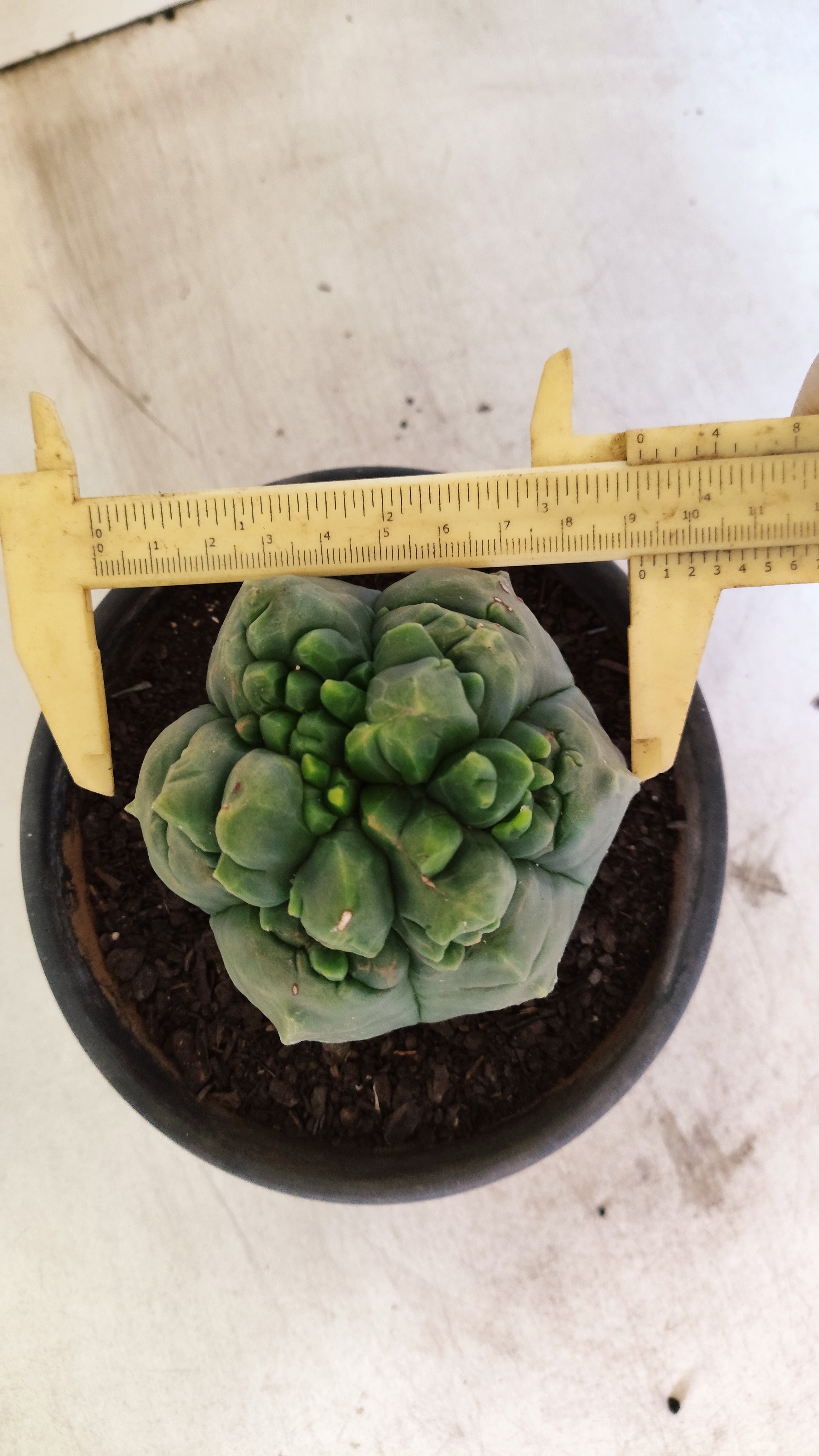 MATRIZ ASTROPHYTUM cv KIKKO  Nº 1090 – vaso 15