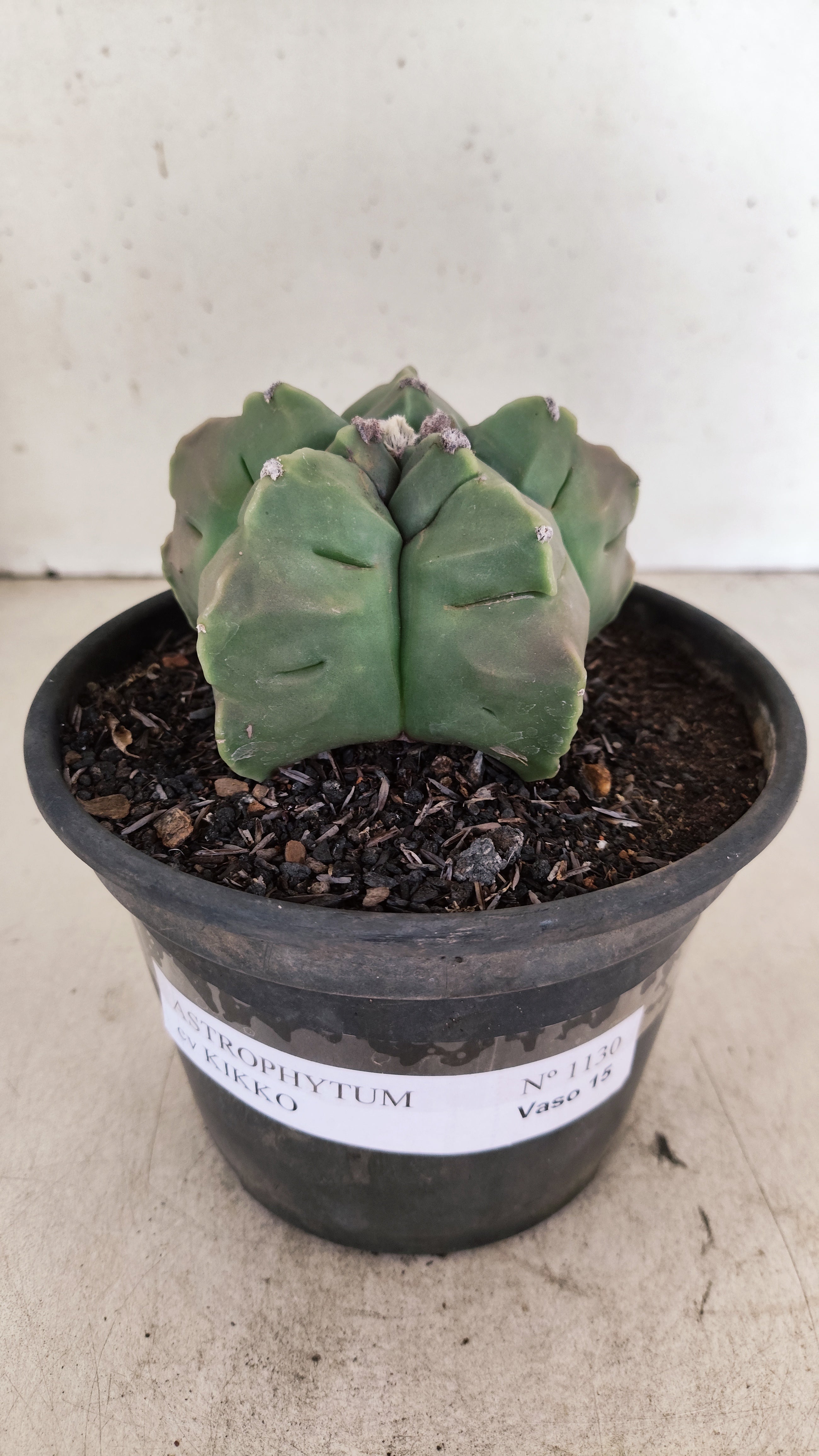 MATRIZ ASTROPHYTUM cv KIKKO  Nº 1130 – vaso 15