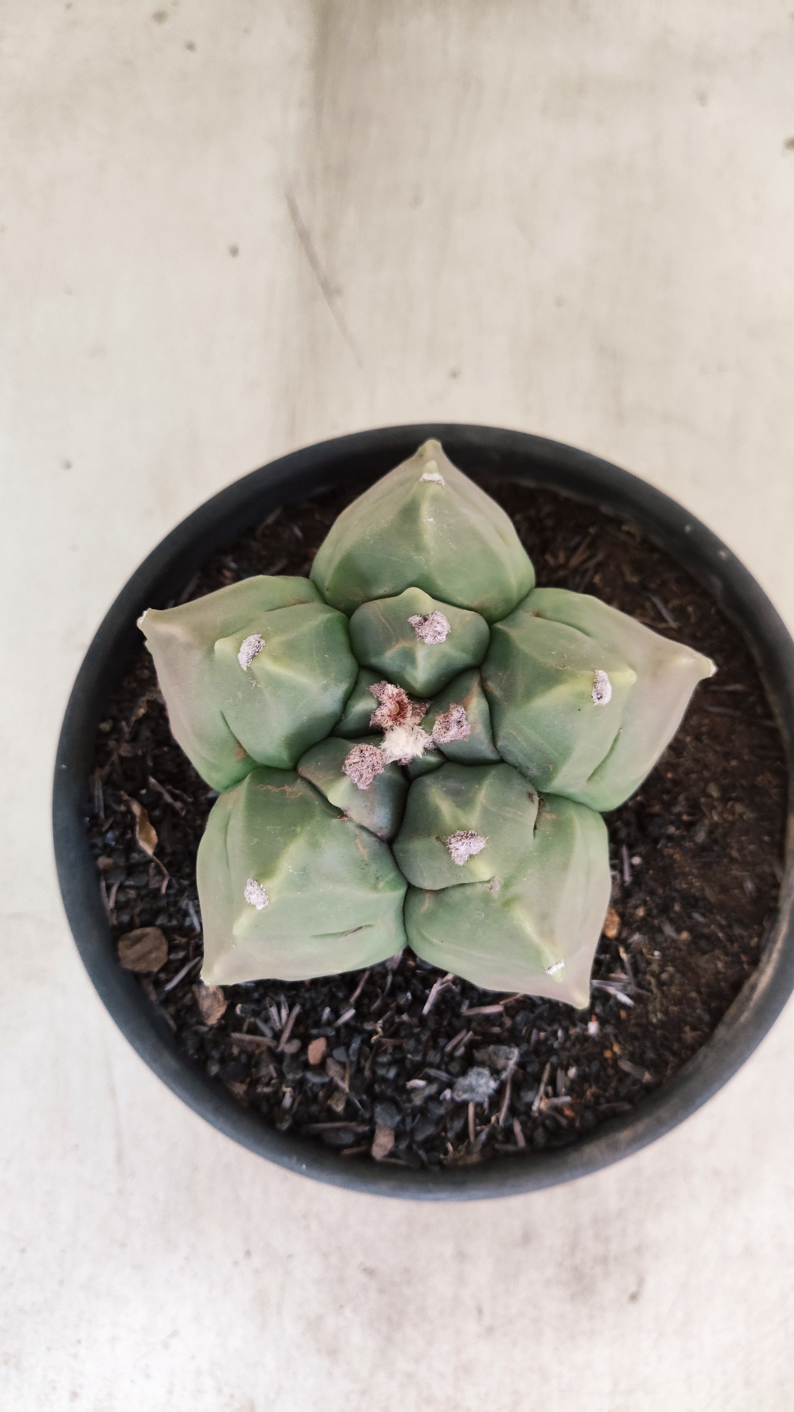 MATRIZ ASTROPHYTUM cv KIKKO  Nº 1130 – vaso 15