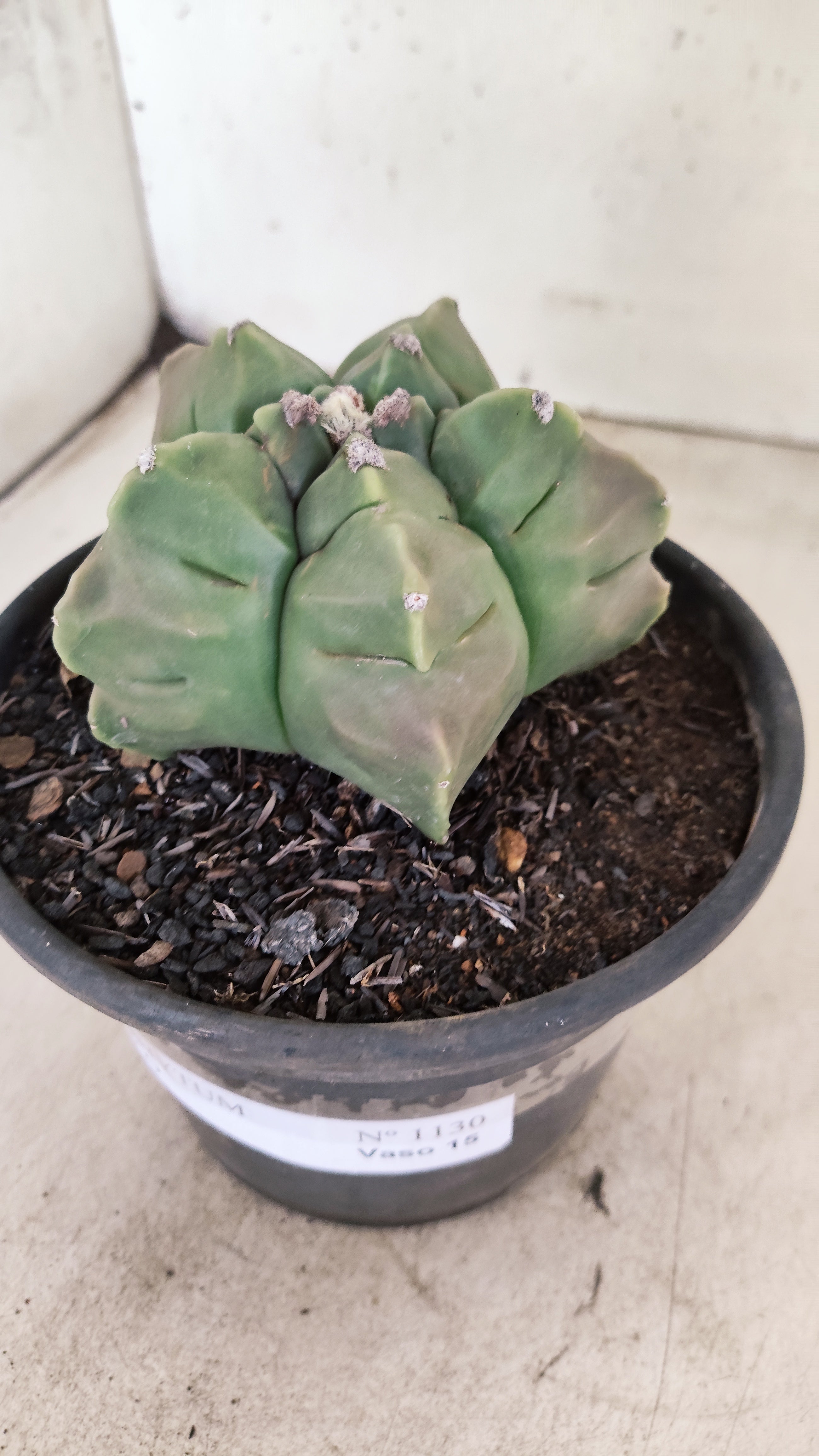 MATRIZ ASTROPHYTUM cv KIKKO  Nº 1130 – vaso 15