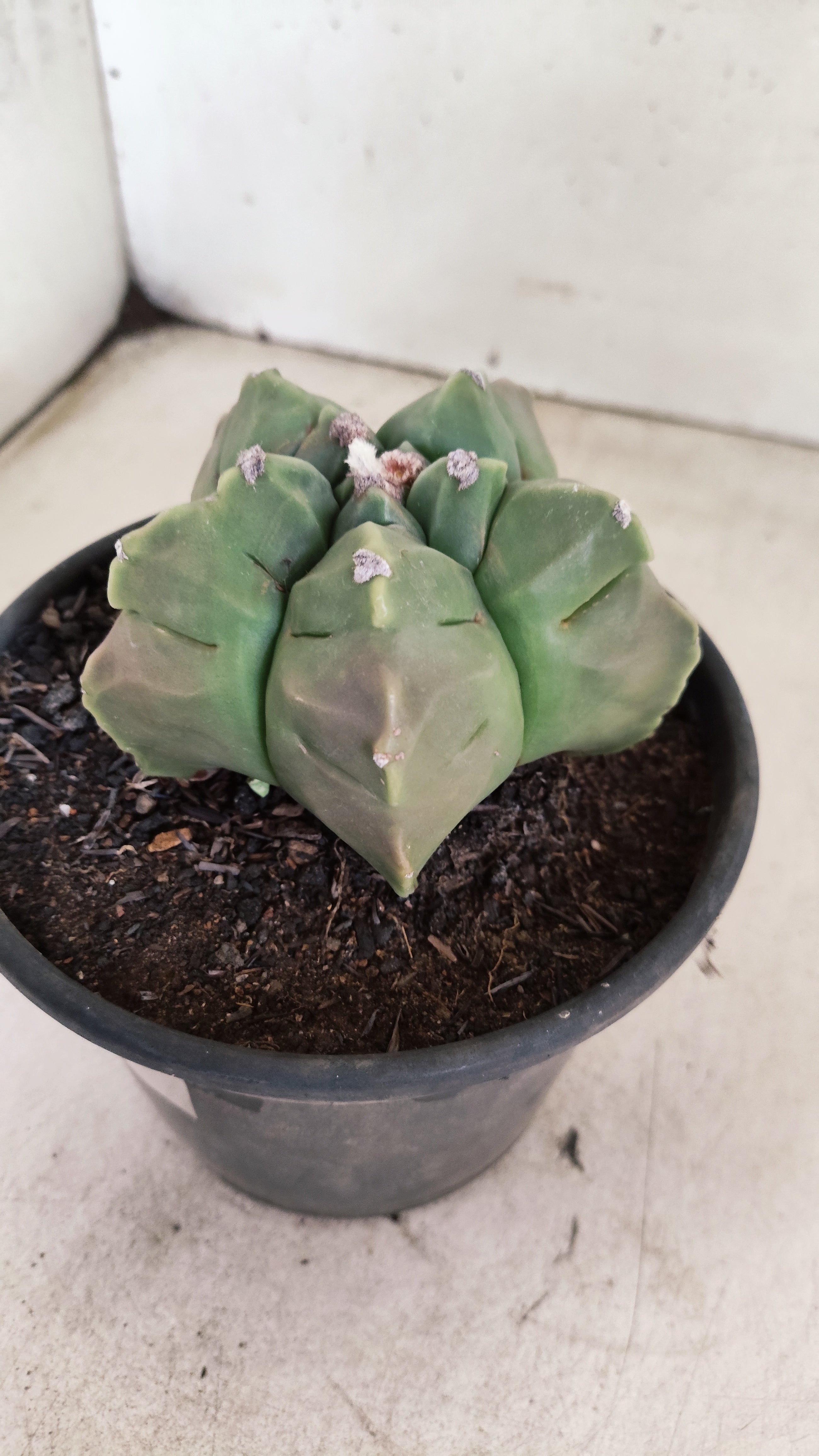 MATRIZ ASTROPHYTUM cv KIKKO  Nº 1130 – vaso 15