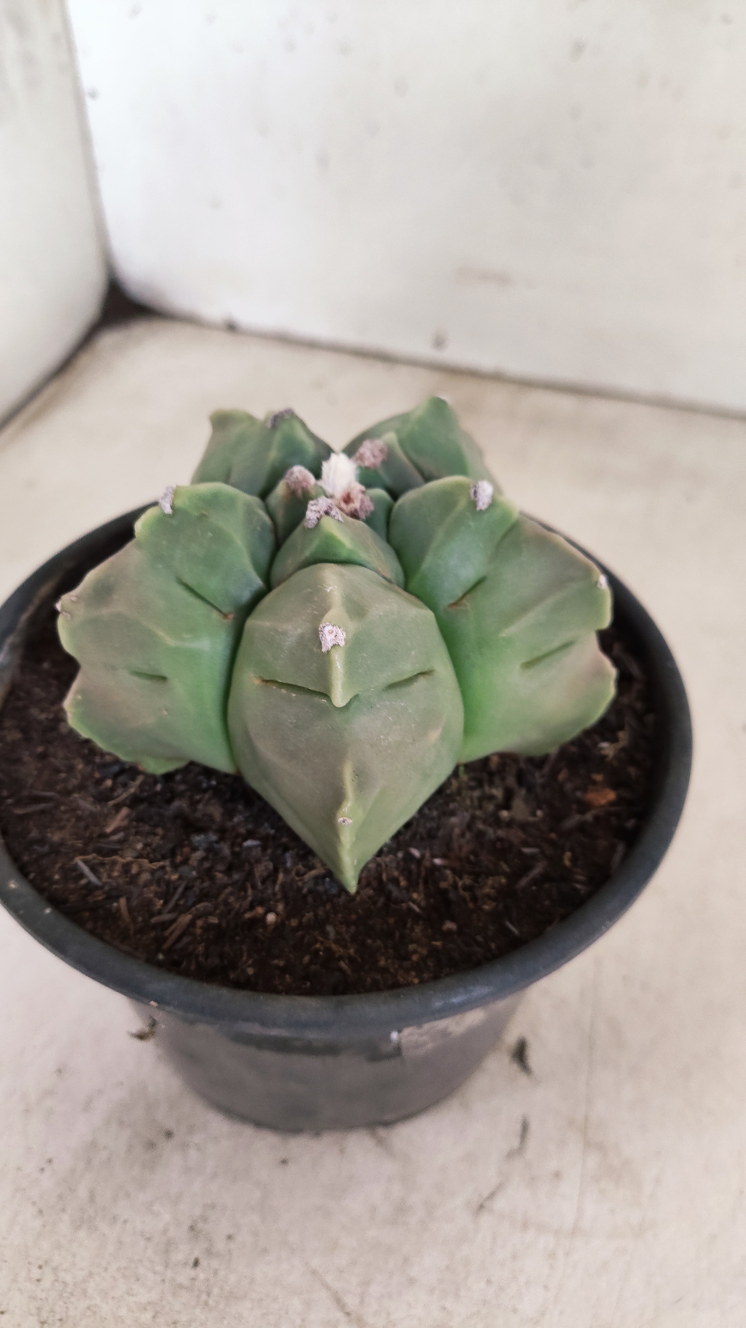 MATRIZ ASTROPHYTUM cv KIKKO  Nº 1130 – vaso 15