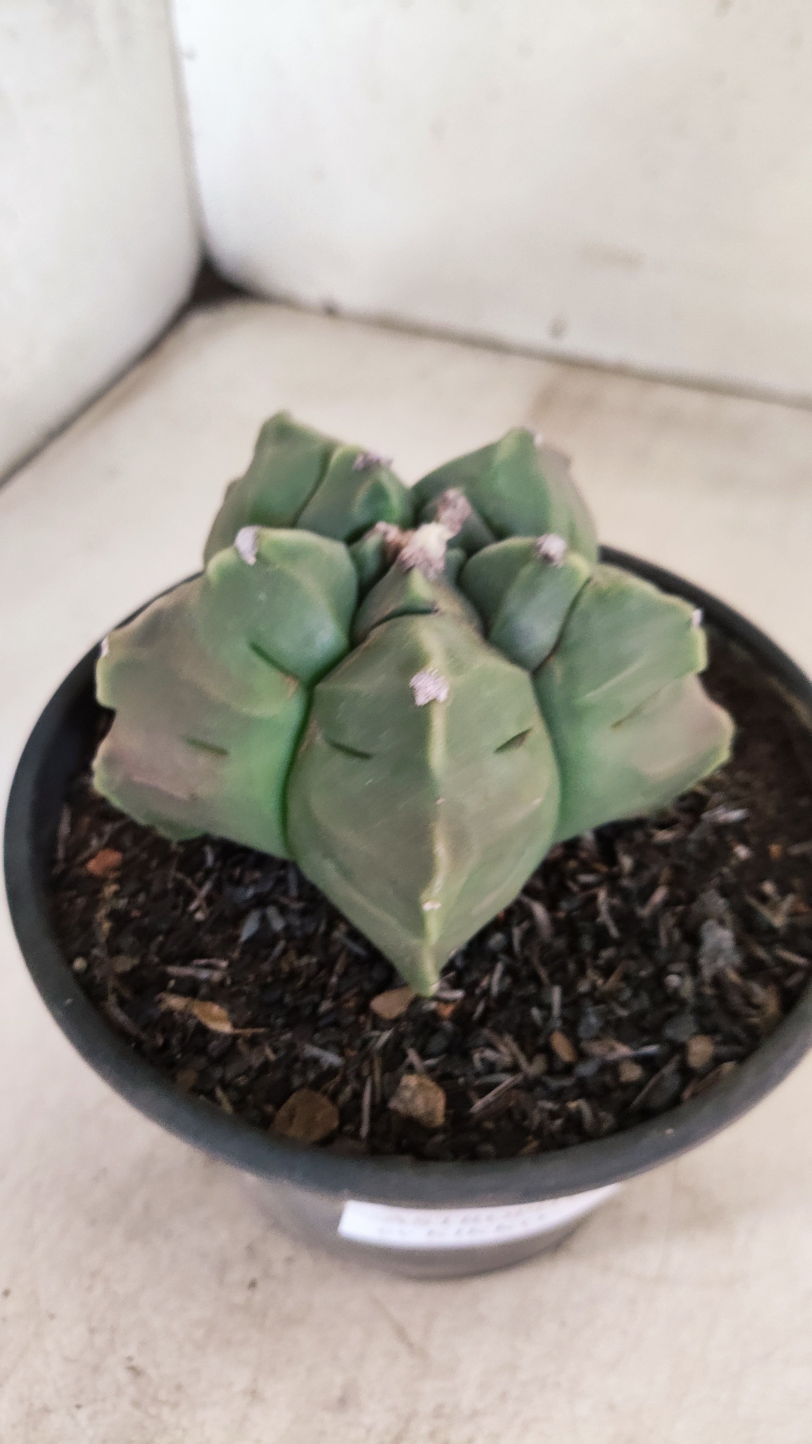 MATRIZ ASTROPHYTUM cv KIKKO  Nº 1130 – vaso 15
