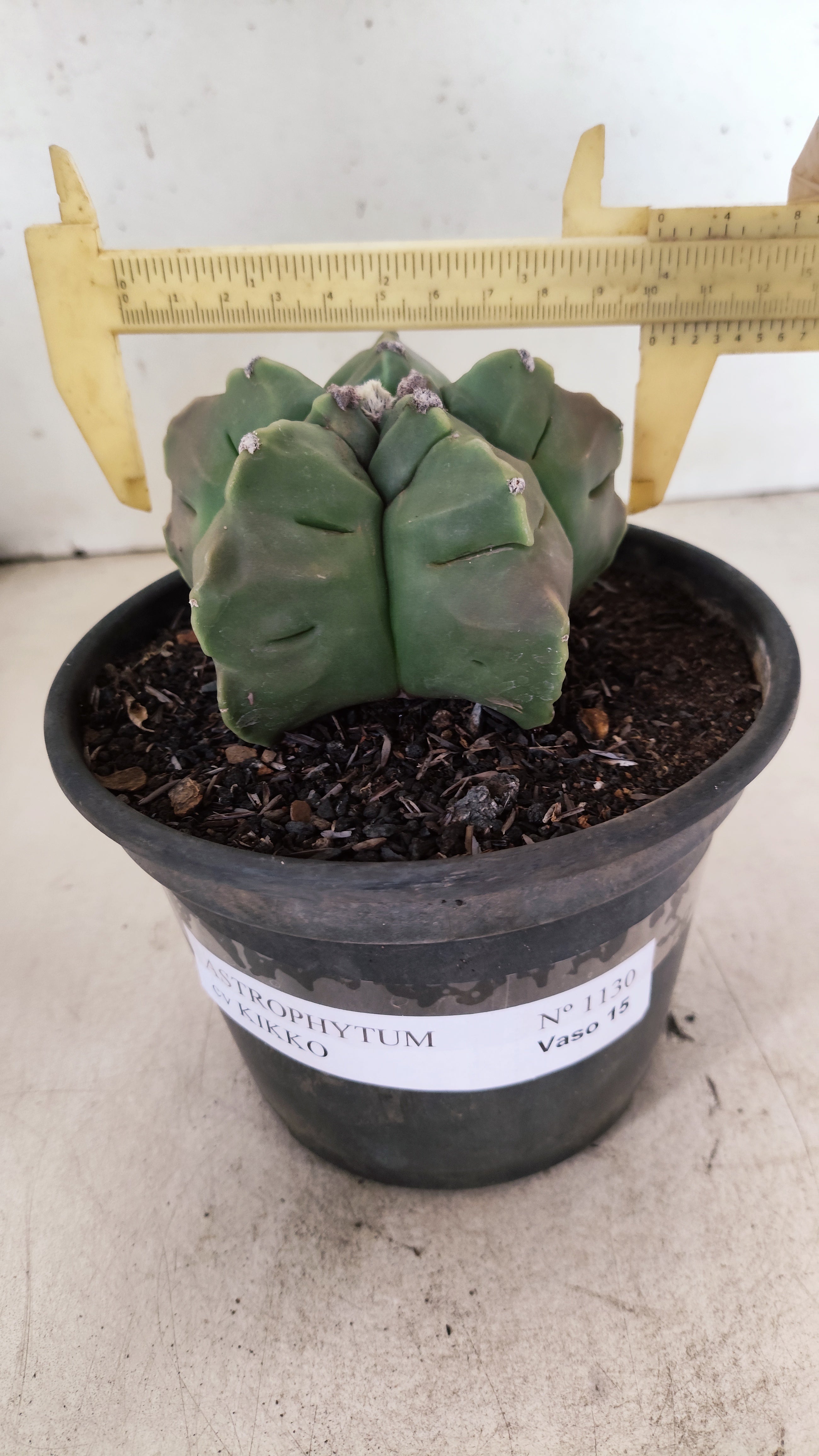 MATRIZ ASTROPHYTUM cv KIKKO  Nº 1130 – vaso 15