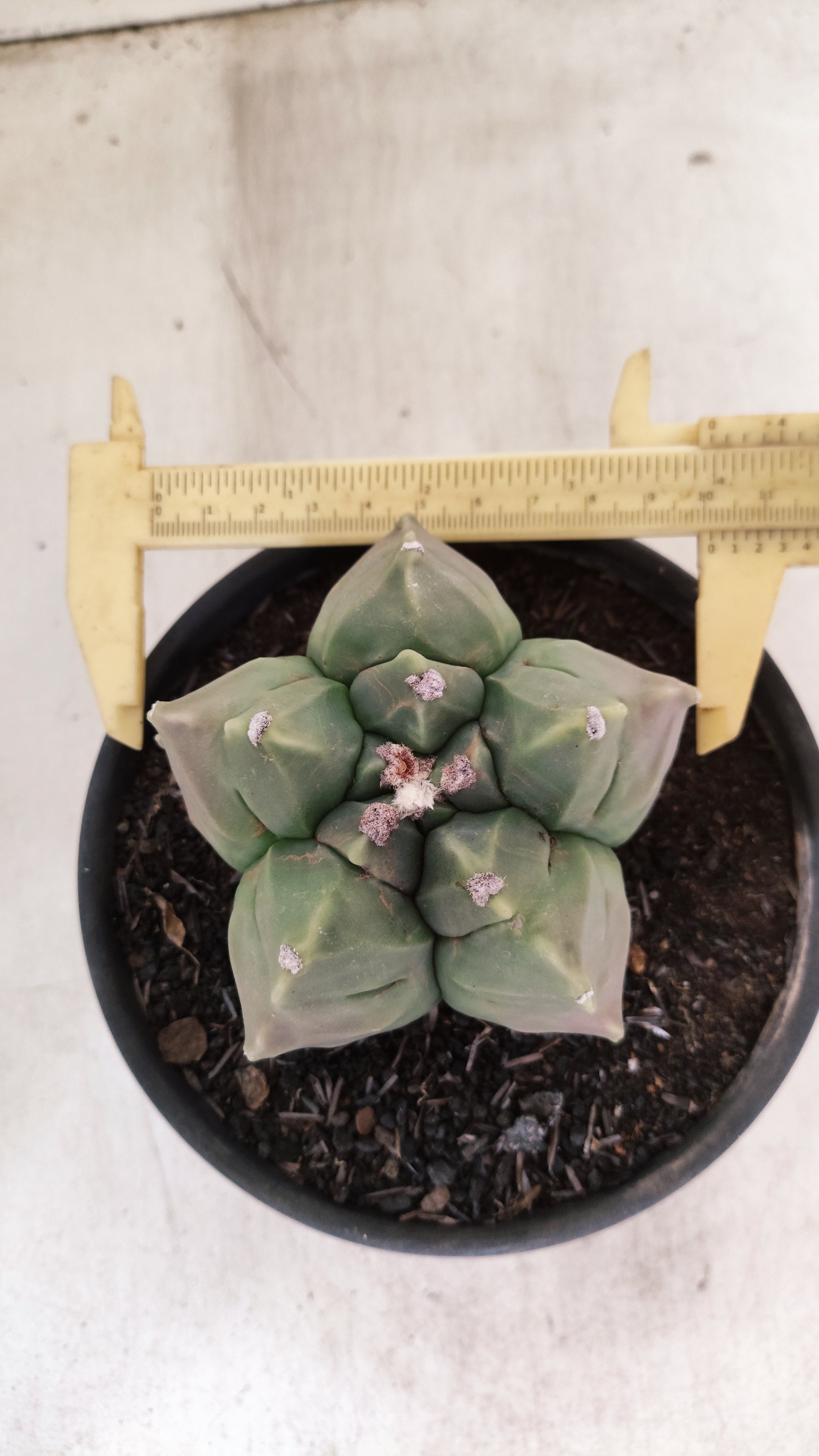 MATRIZ ASTROPHYTUM cv KIKKO  Nº 1130 – vaso 15