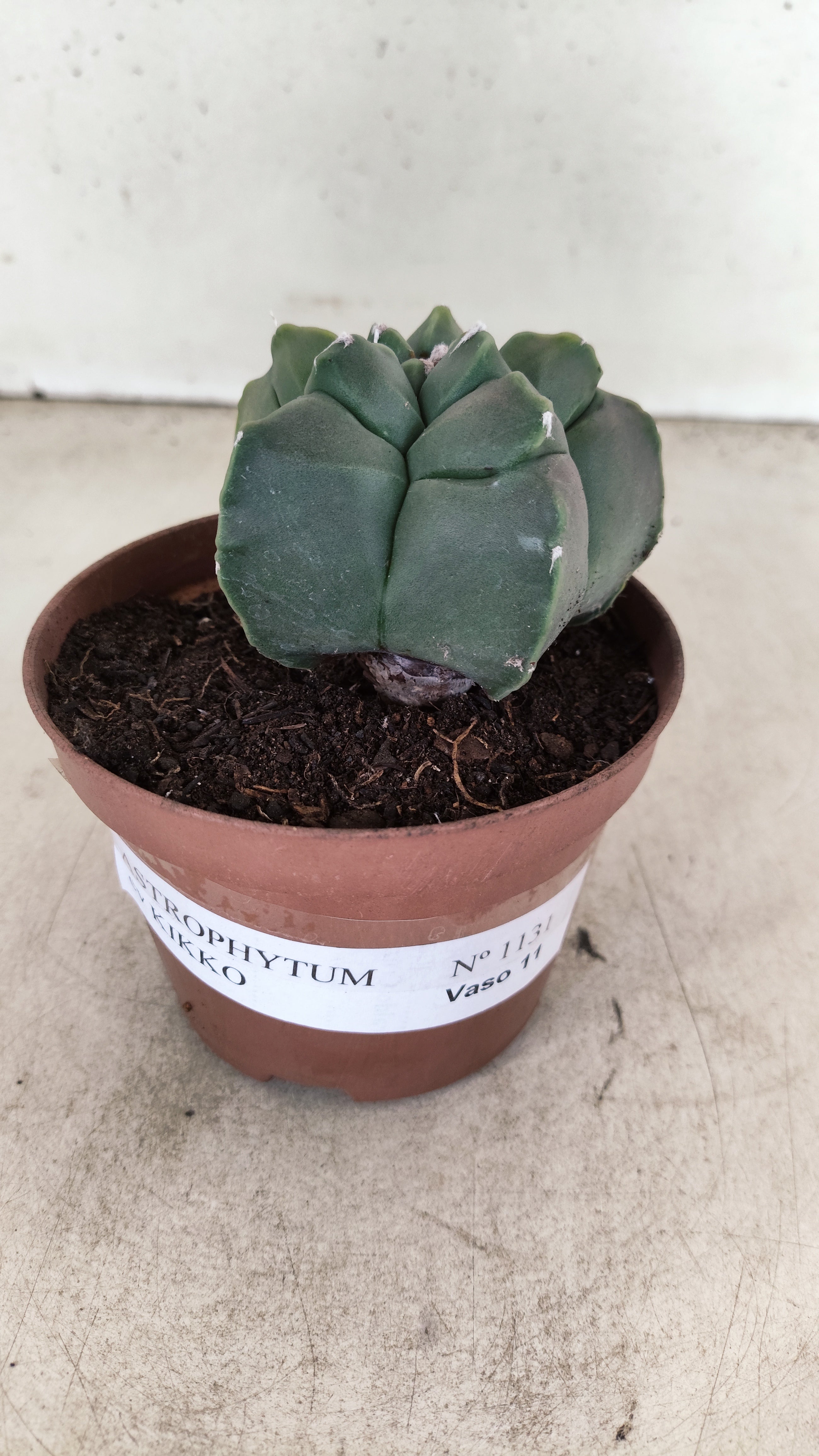 MATRIZ ASTROPHYTUM cv KIKKO  Nº 1131 – vaso 11