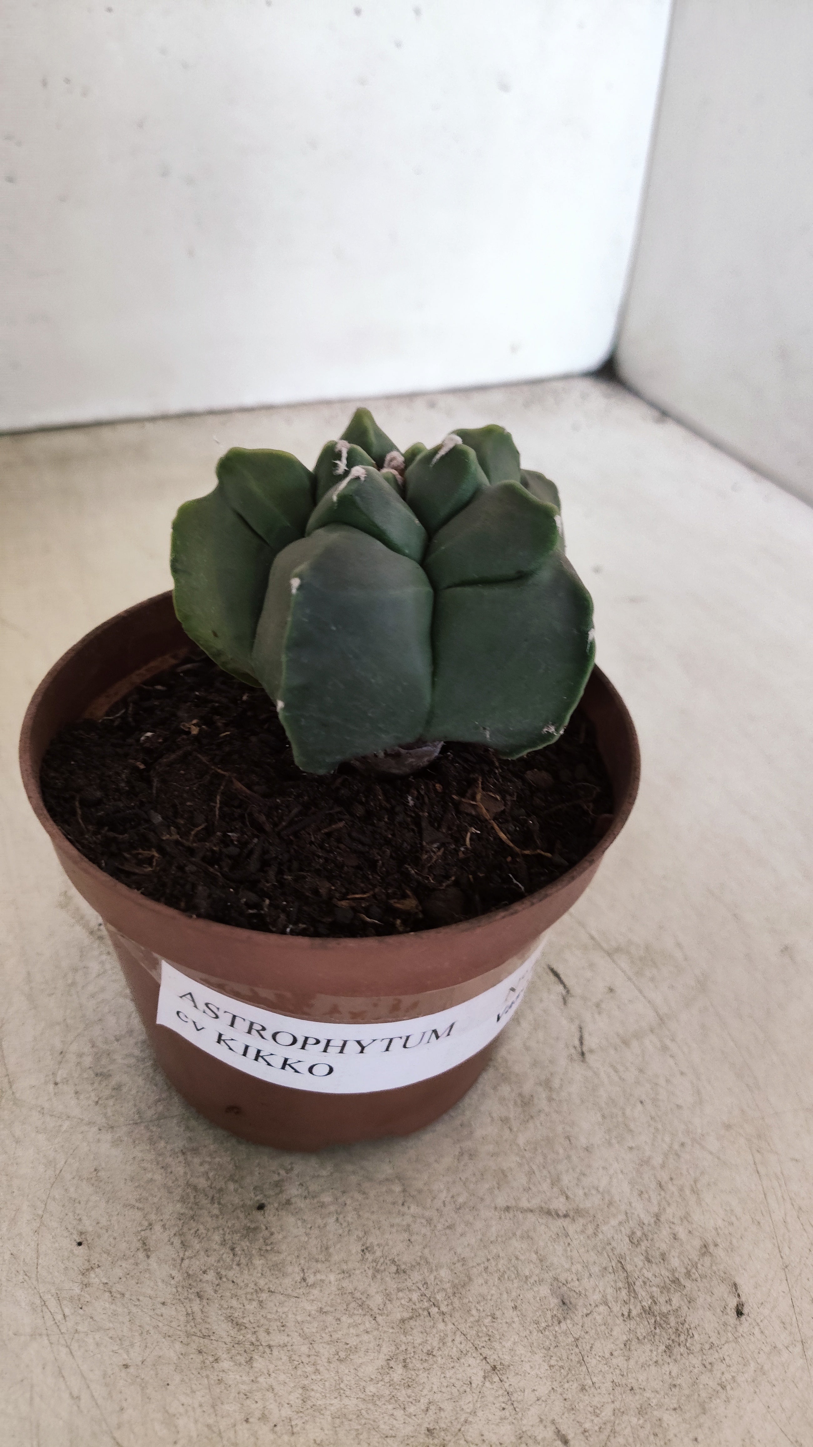 MATRIZ ASTROPHYTUM cv KIKKO  Nº 1131 – vaso 11