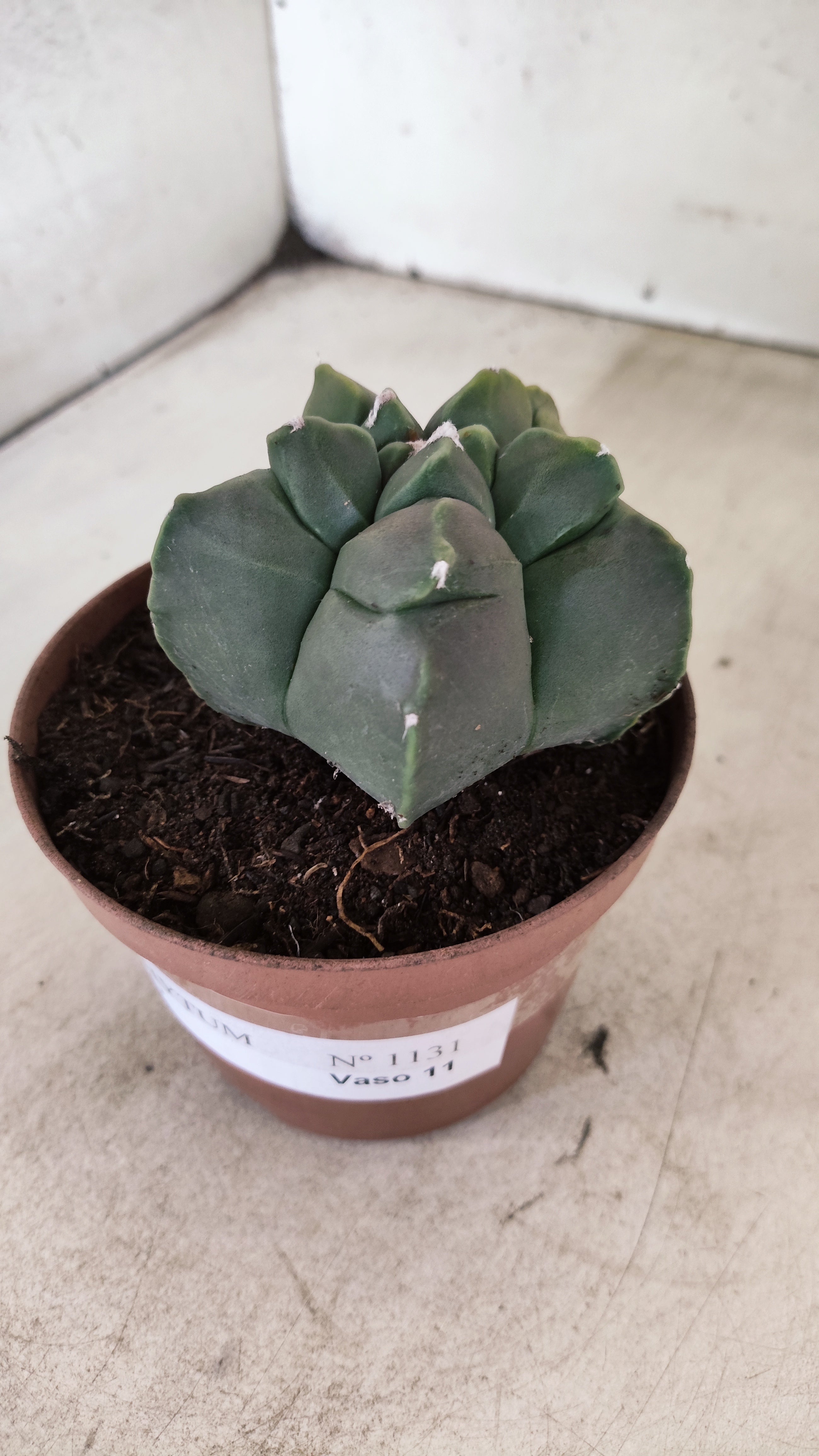MATRIZ ASTROPHYTUM cv KIKKO  Nº 1131 – vaso 11