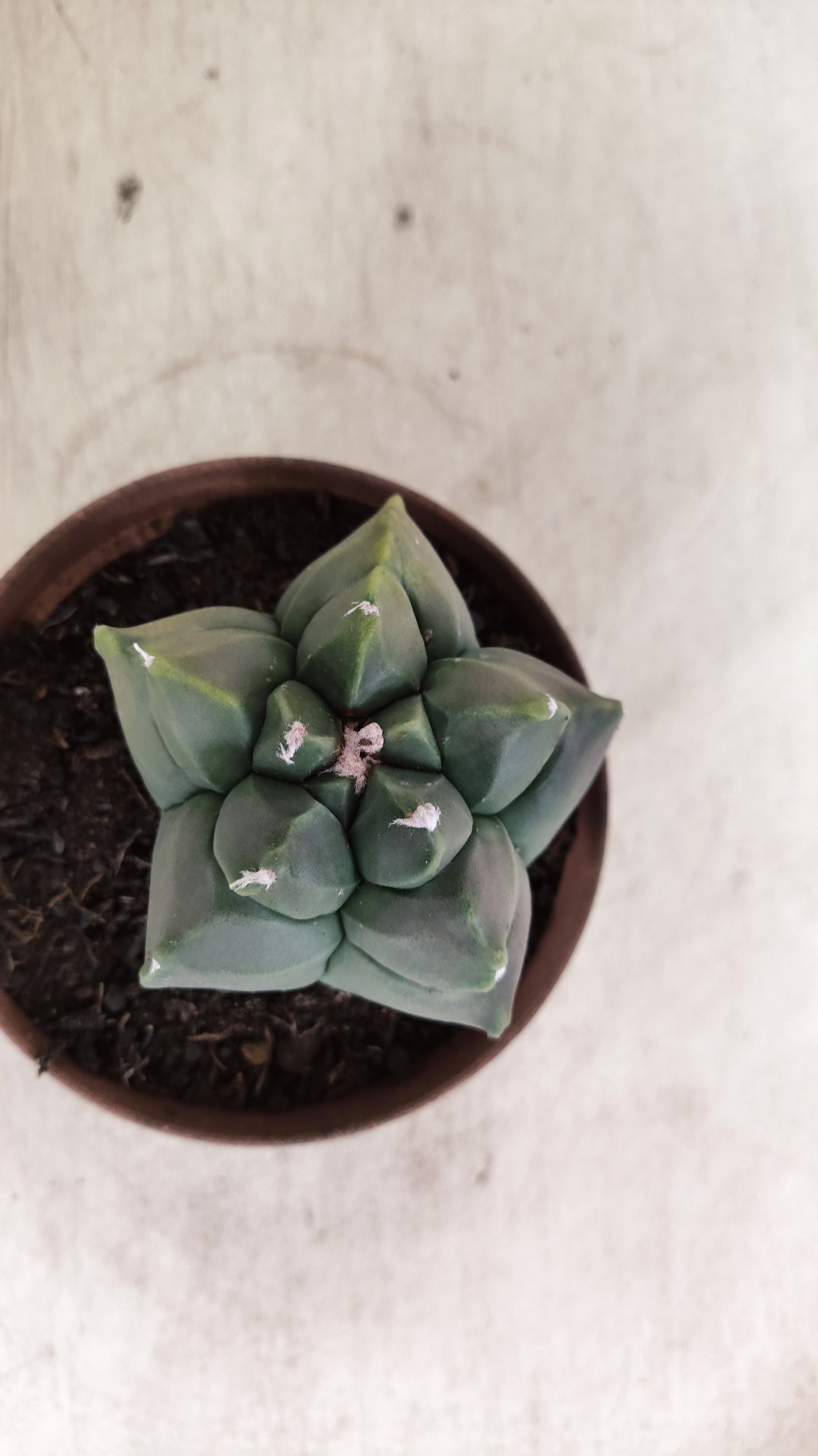 MATRIZ ASTROPHYTUM cv KIKKO  Nº 1131 – vaso 11